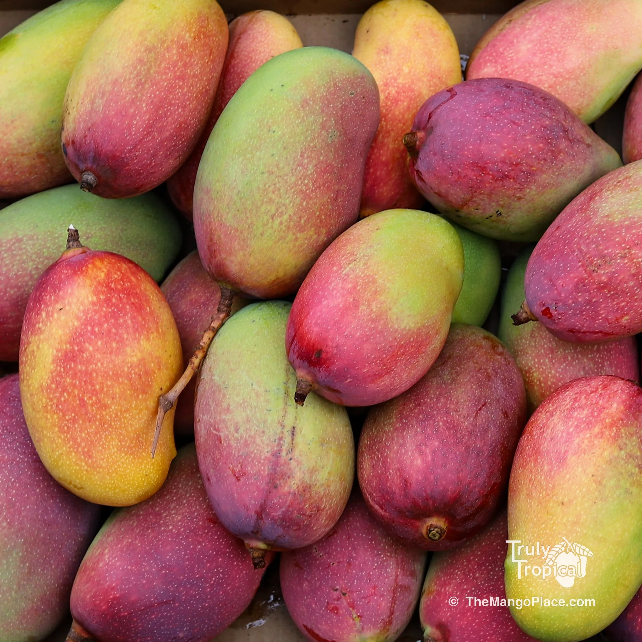 Fruit for Saturday, July 22, 2023