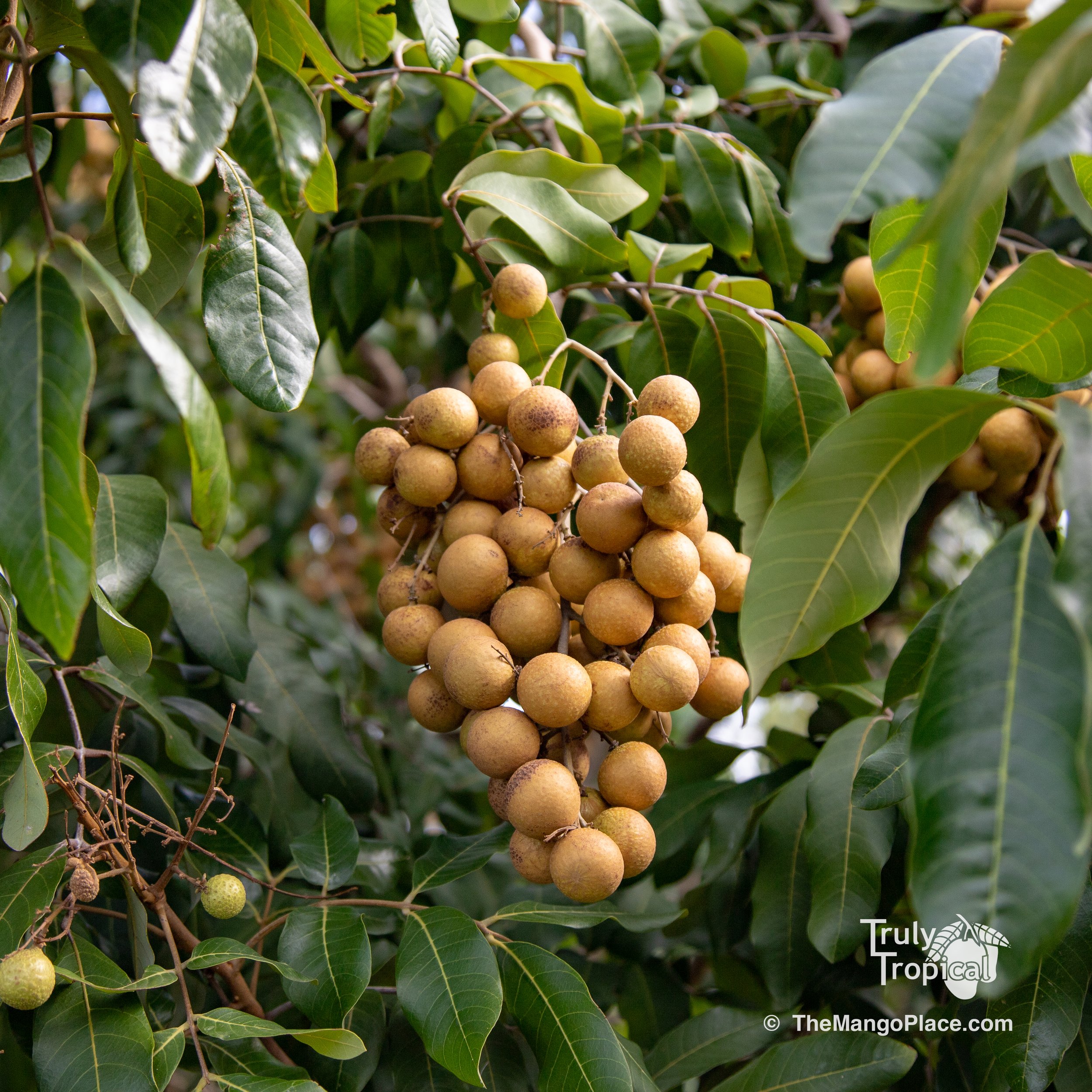 Fruit for Saturday, September 16, 2023 