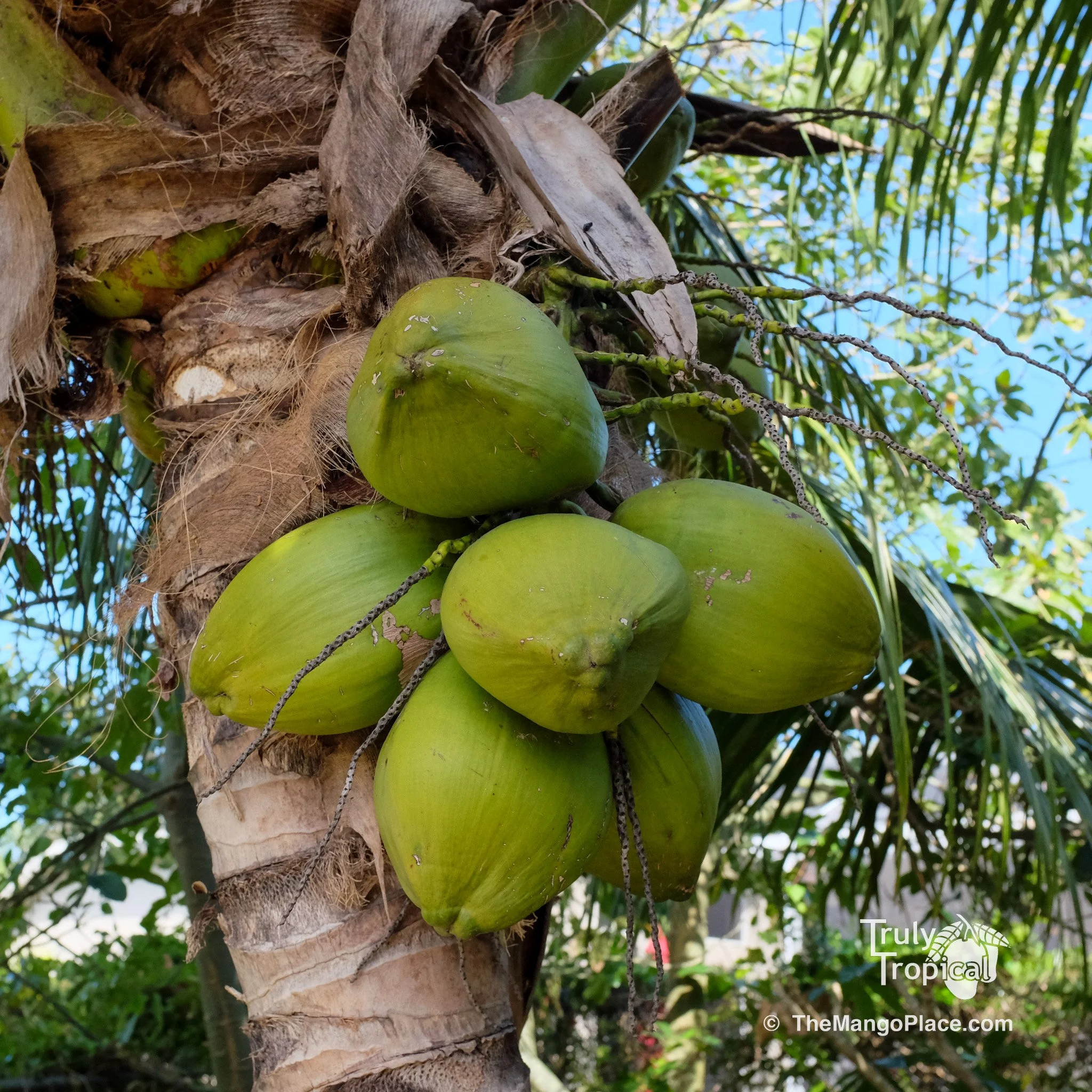Fruit for Saturday, November 25, 2023