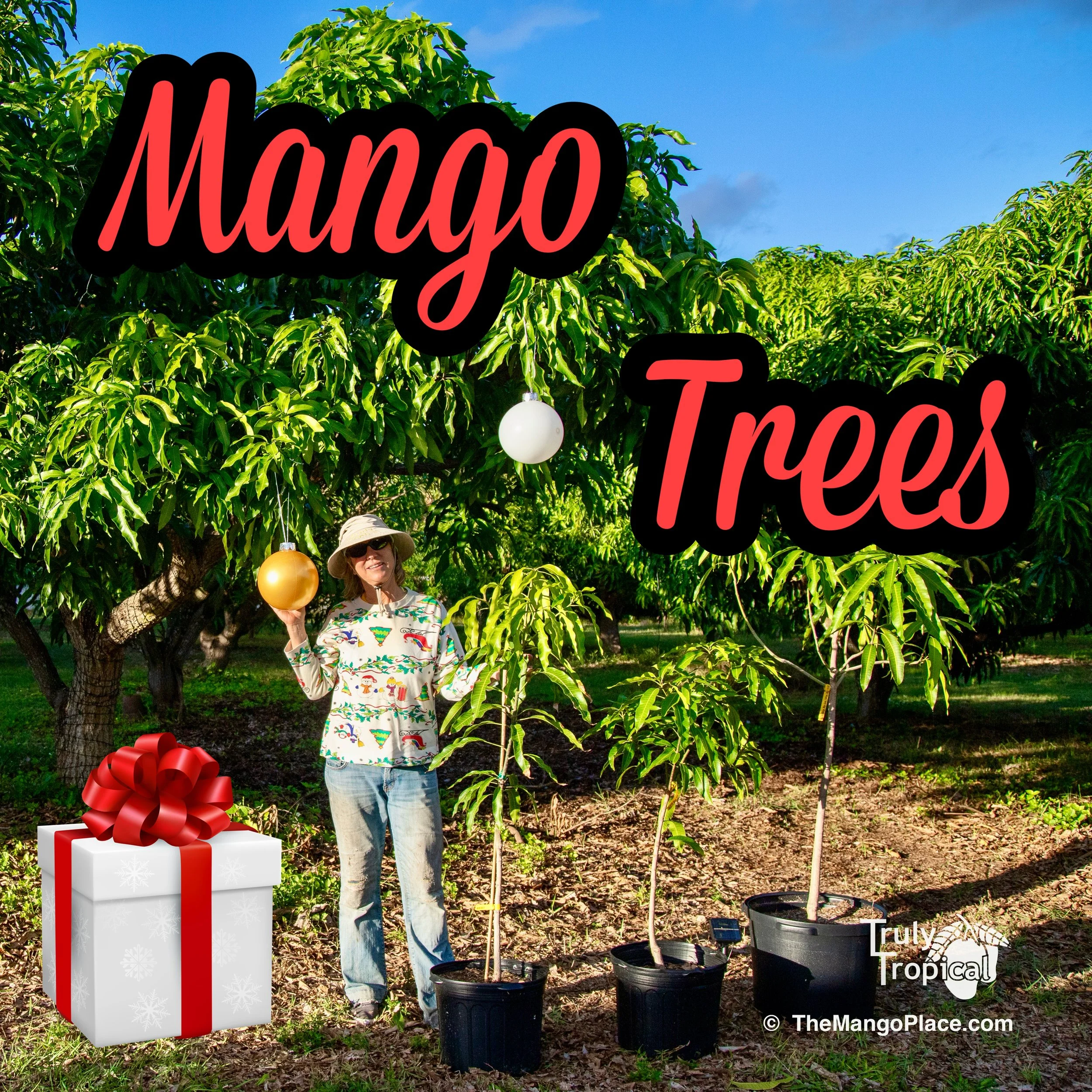 Mango Trees Make GREAT Gifts &amp; Updated Inventory!