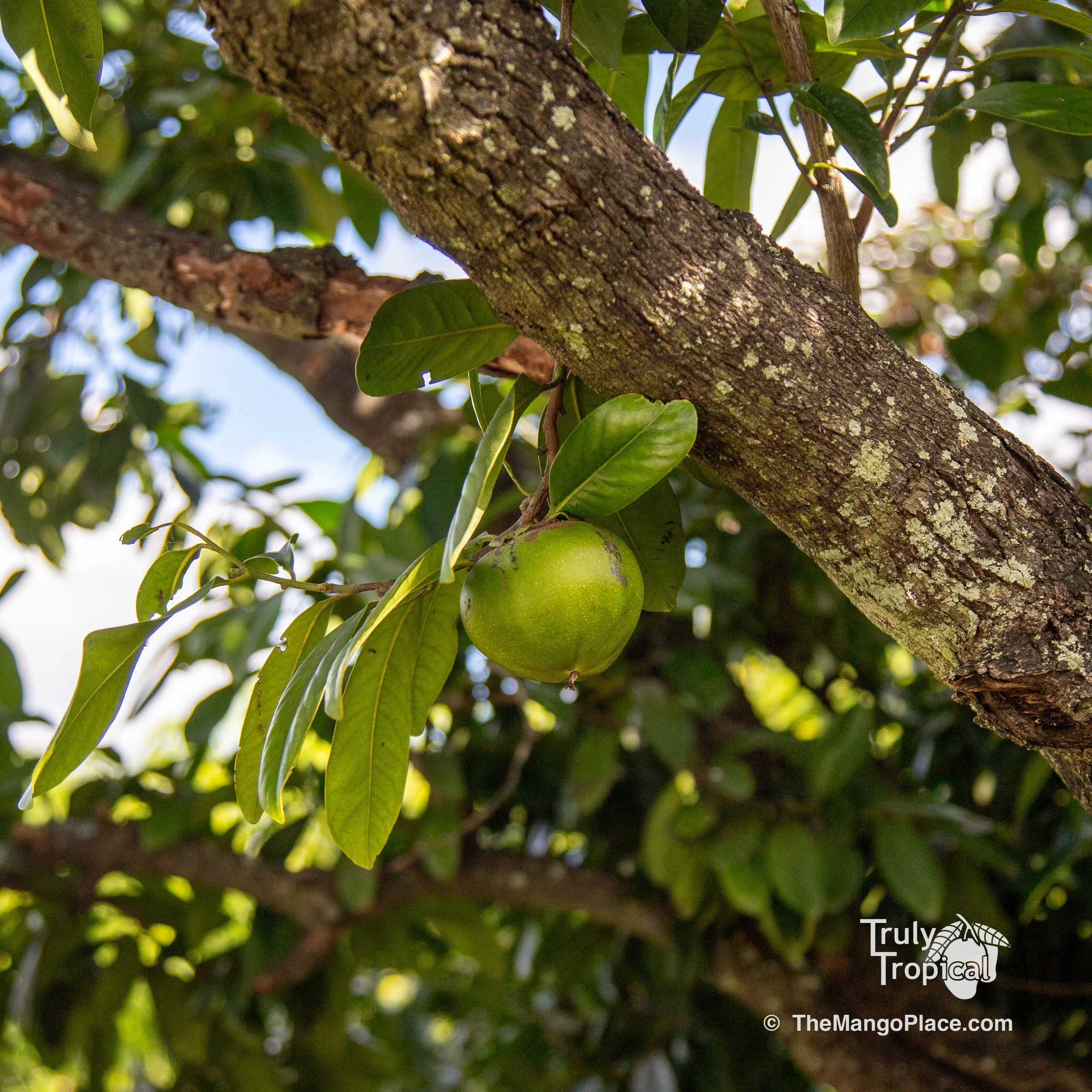 Fruit for Saturday, January 27, 2024