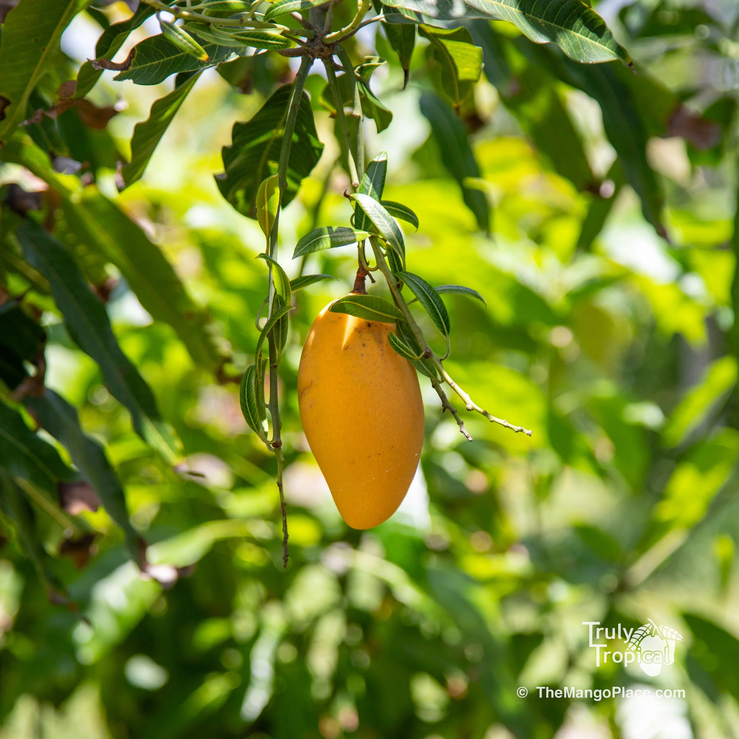 Fruit for Saturday, April 26, 2025