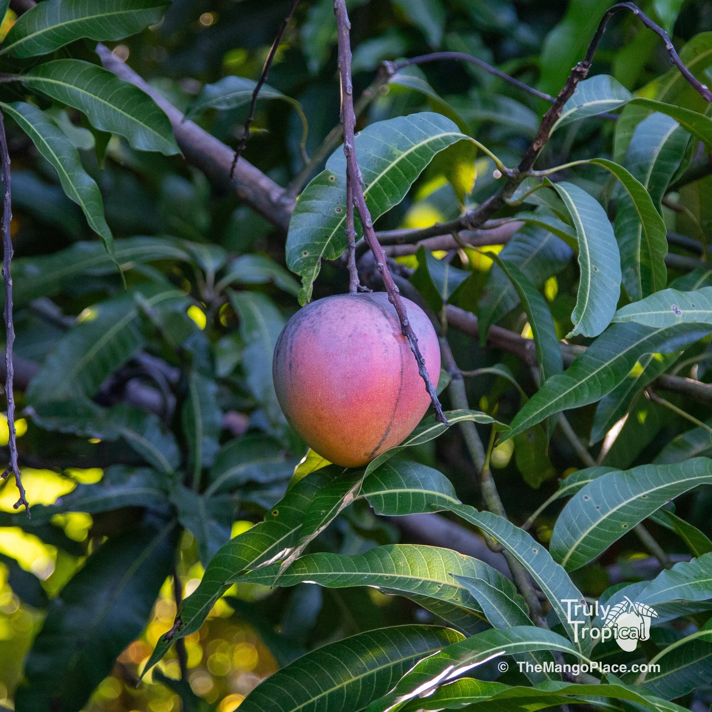 Mangos for PREORDER TODAY Wednesday, July 16, 2025