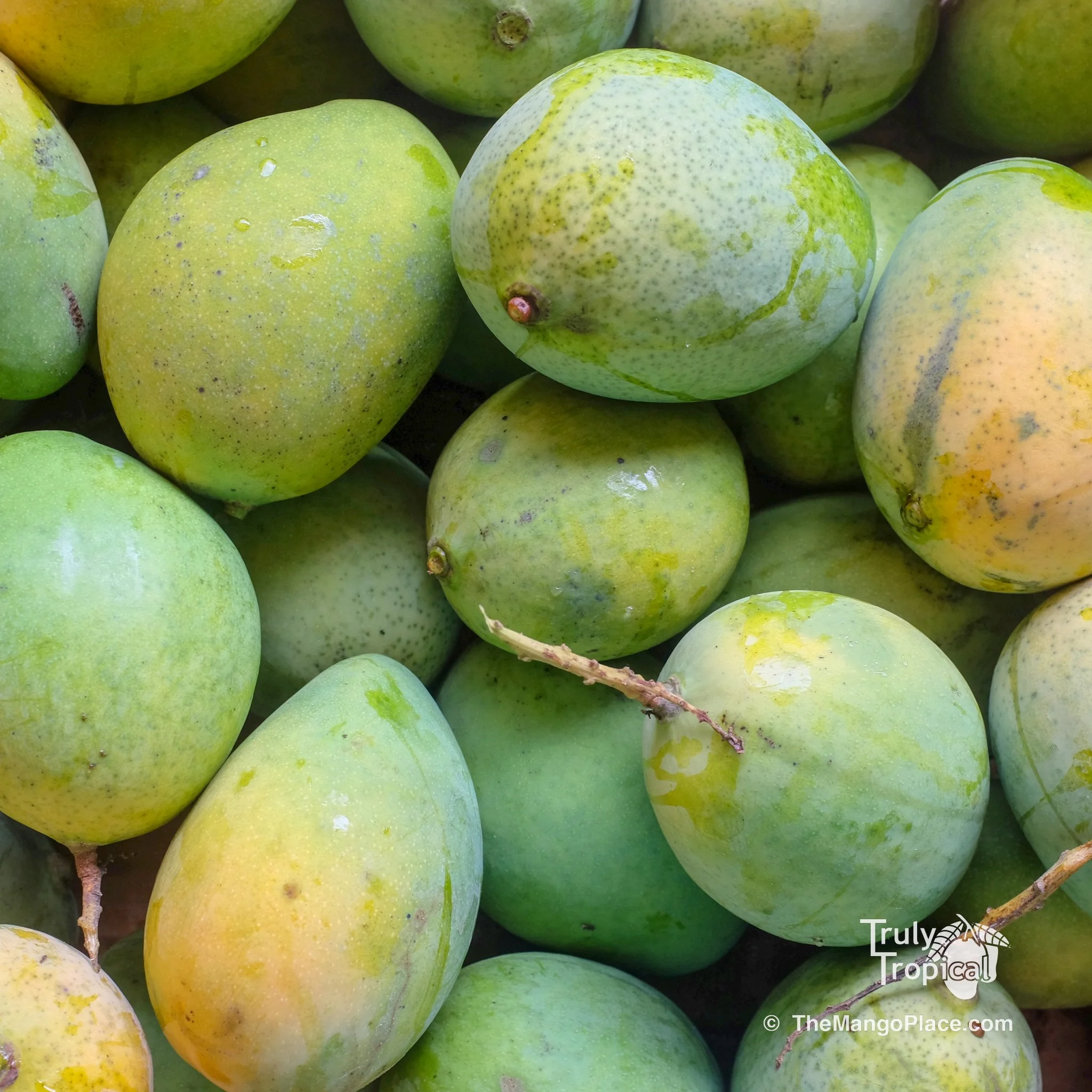 Mango Hours for the Week of August 3, 2025-August 10, 2025