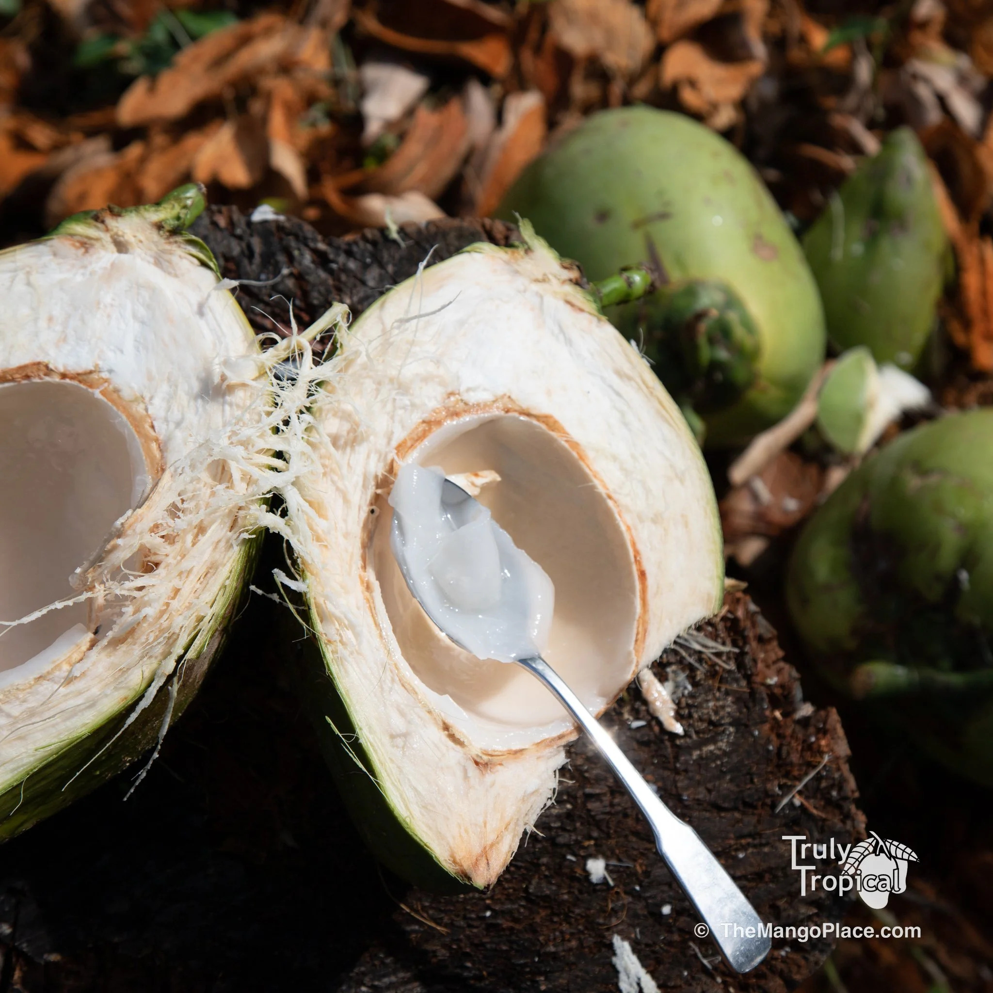 Fruit for Saturday, January 24, 2026