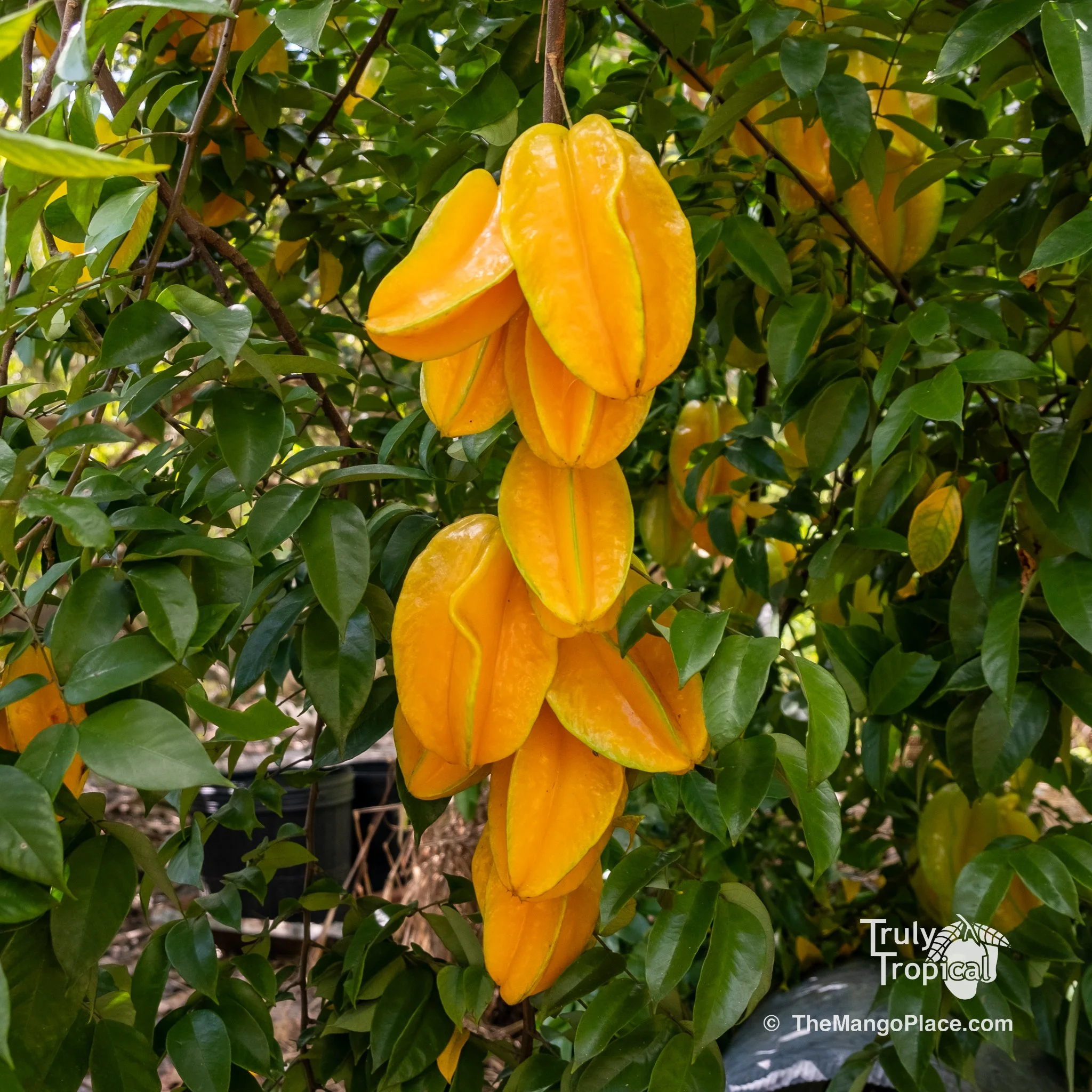 Fruit for Saturday, January 31, 2026