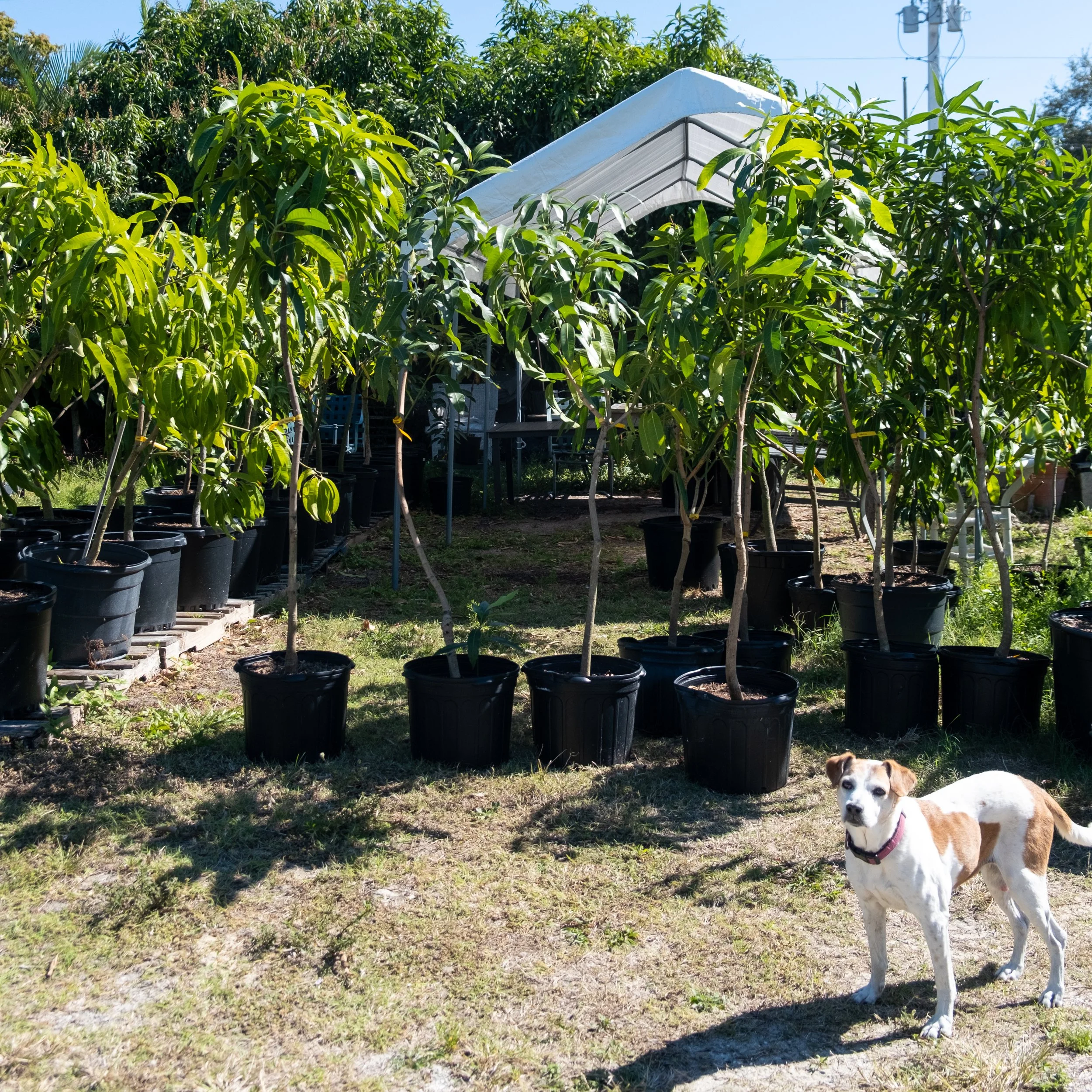 Fruit for Saturday, February 7, 2026 and a Mango Tree Deal! 