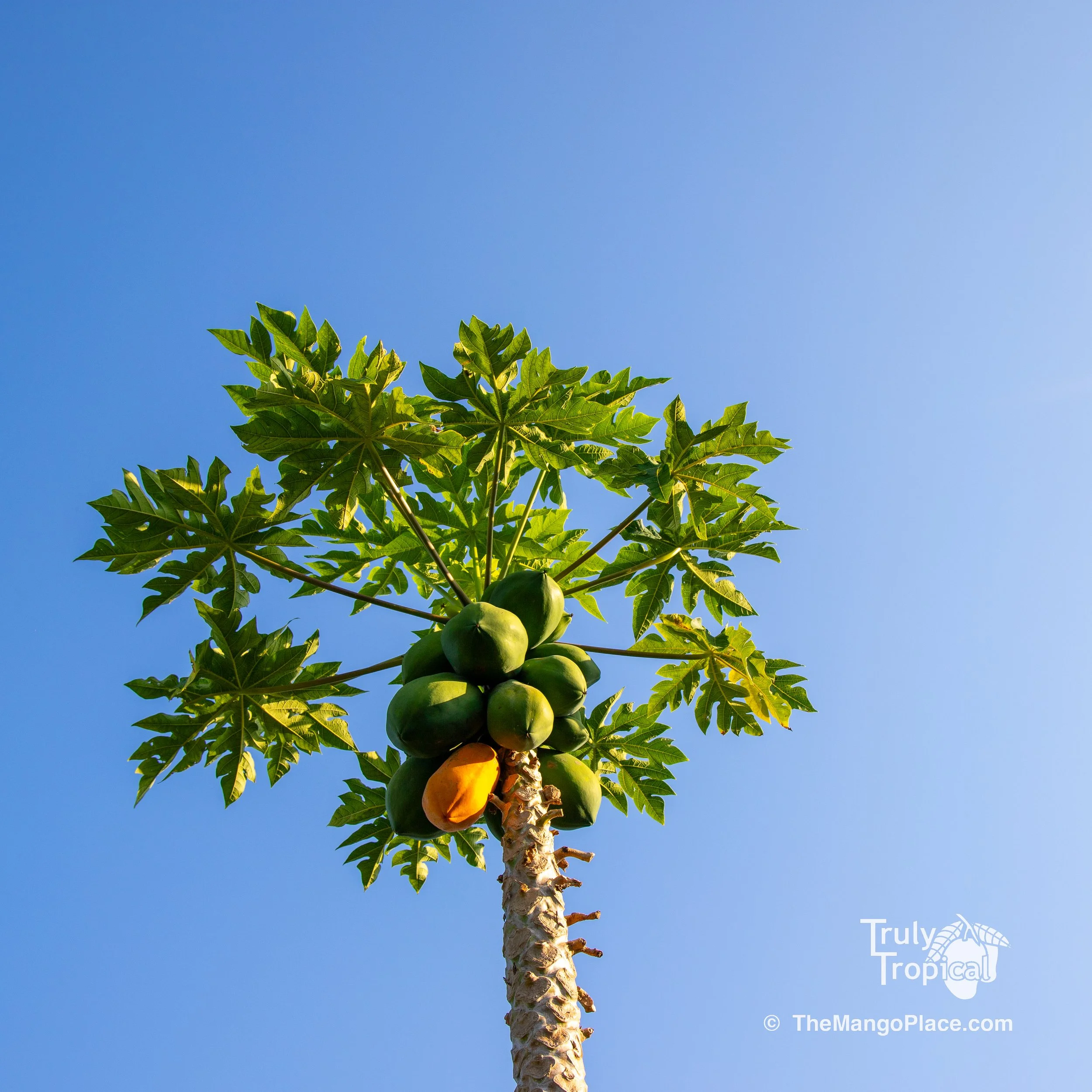 Fruit for Saturday, March 7, 2026