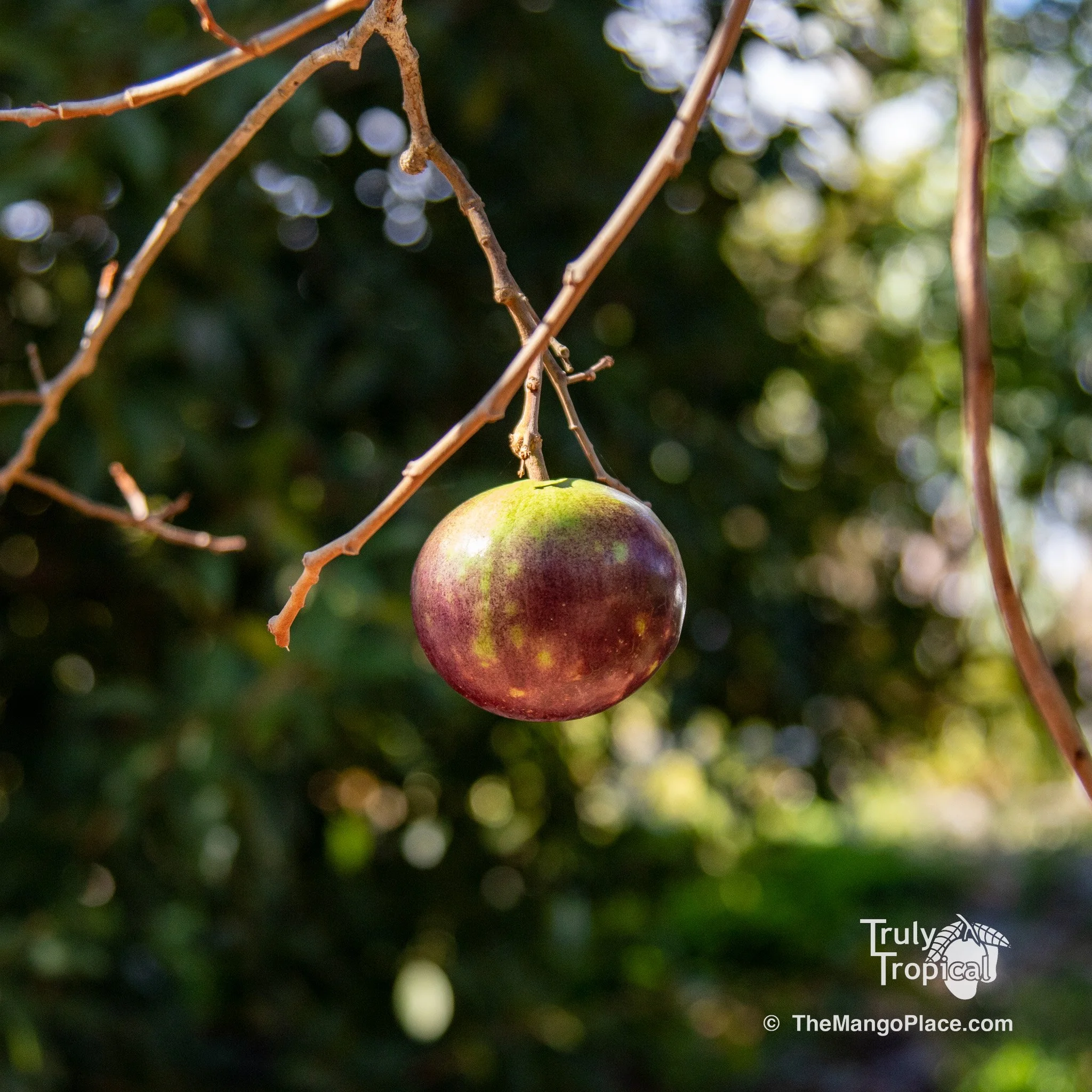 Fruit for Saturday, March 14, 2026