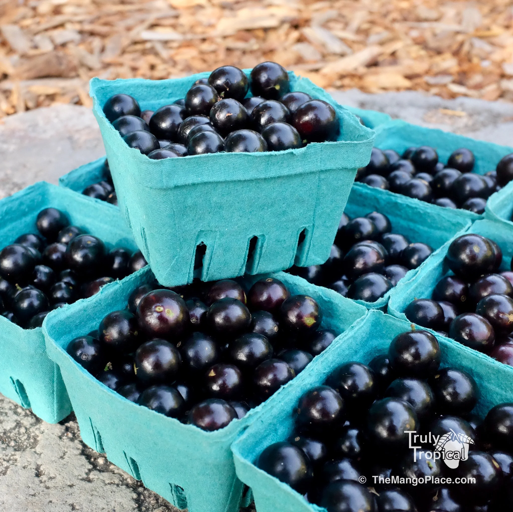 Fruit for Saturday, April 4, 2026