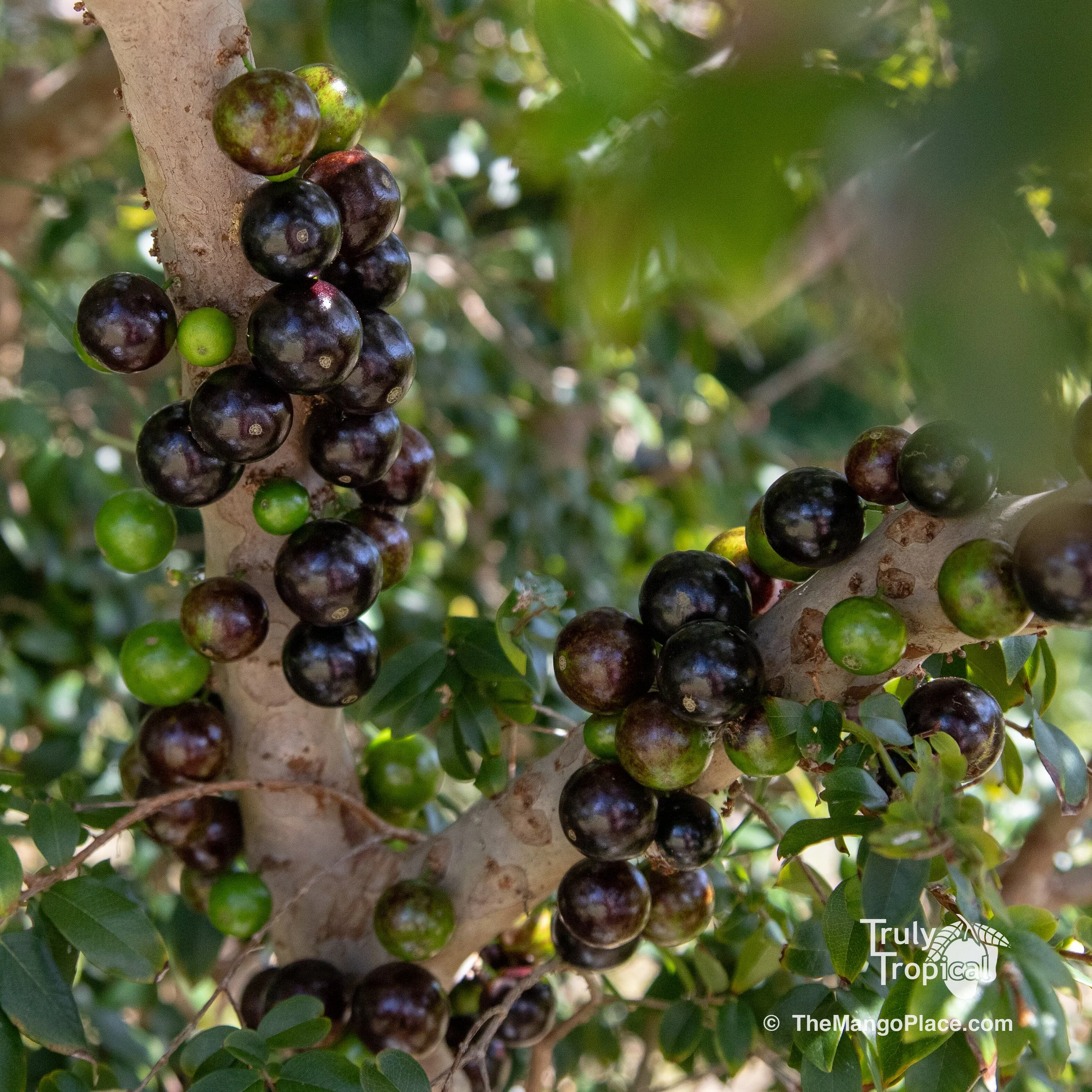 Fruit for Saturday, April 18, 2026