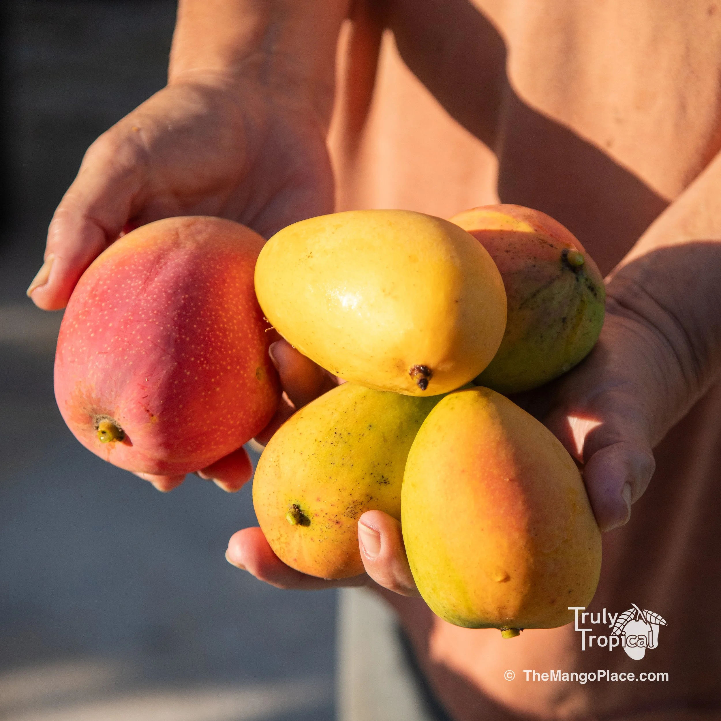 Fruit for Saturday, May 2, 2026