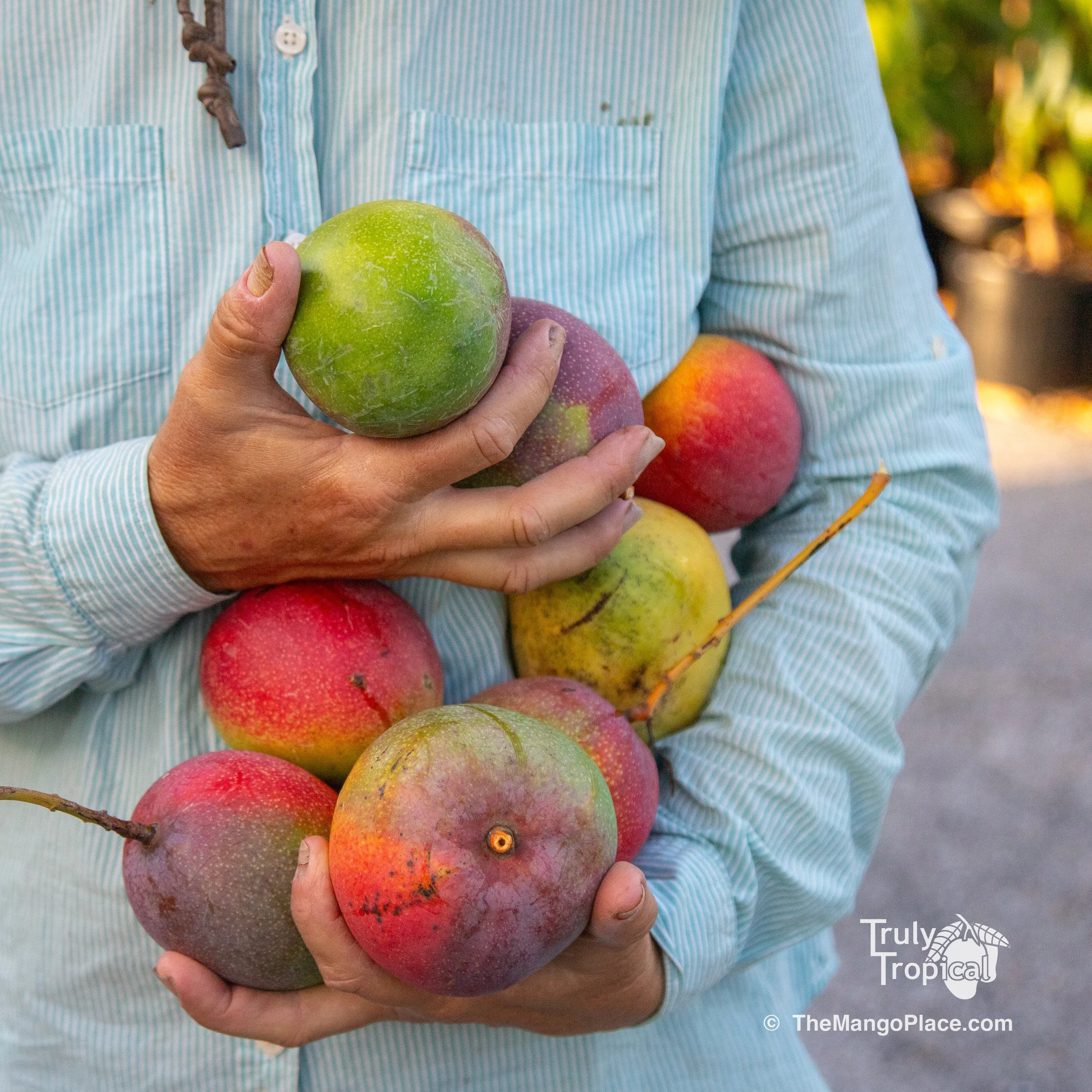 Mangos for Preorder &amp; Pick Up Saturday, May 16, 2026