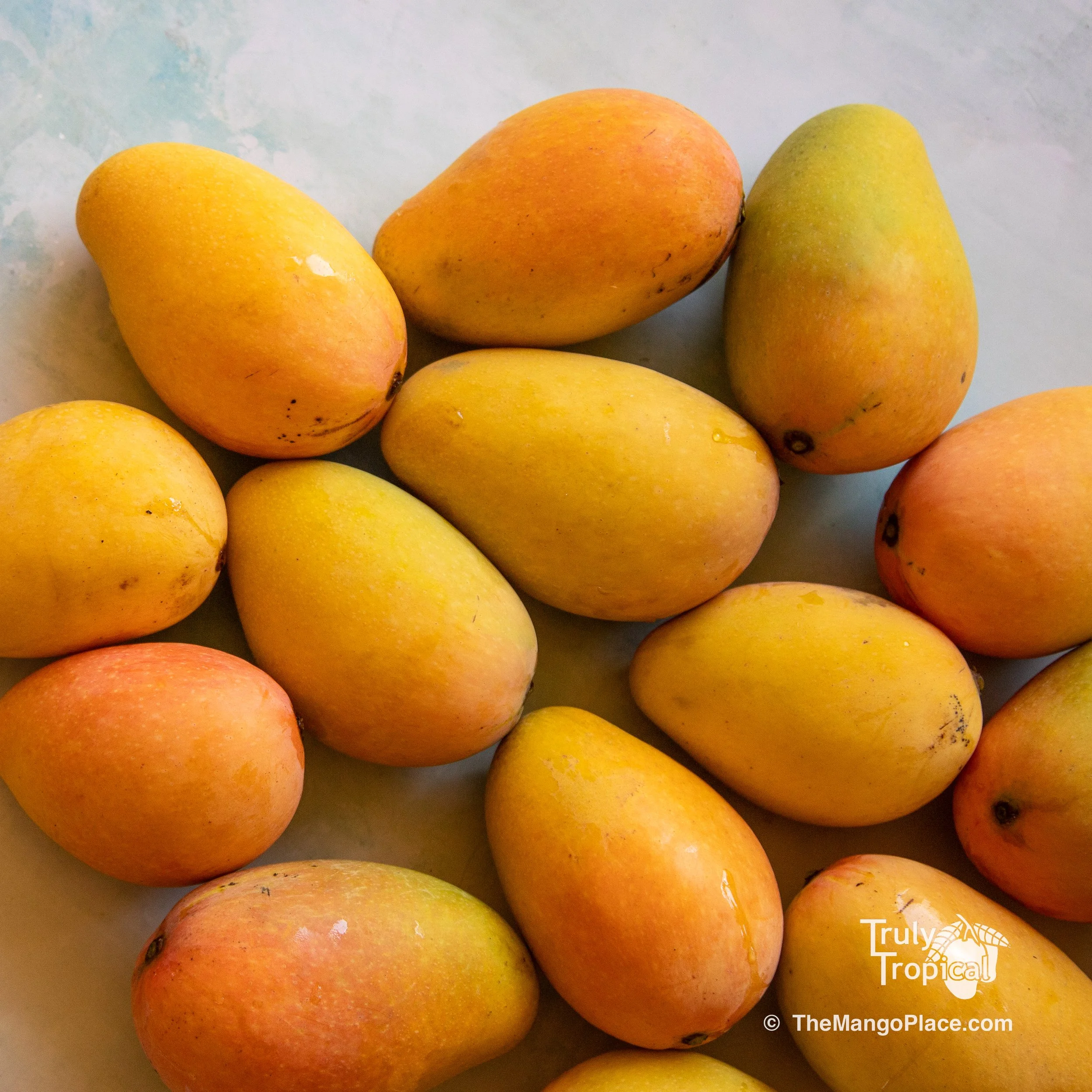 Mangos for Preorder &amp; Pick Up TODAY Monday, May 18, 2026
