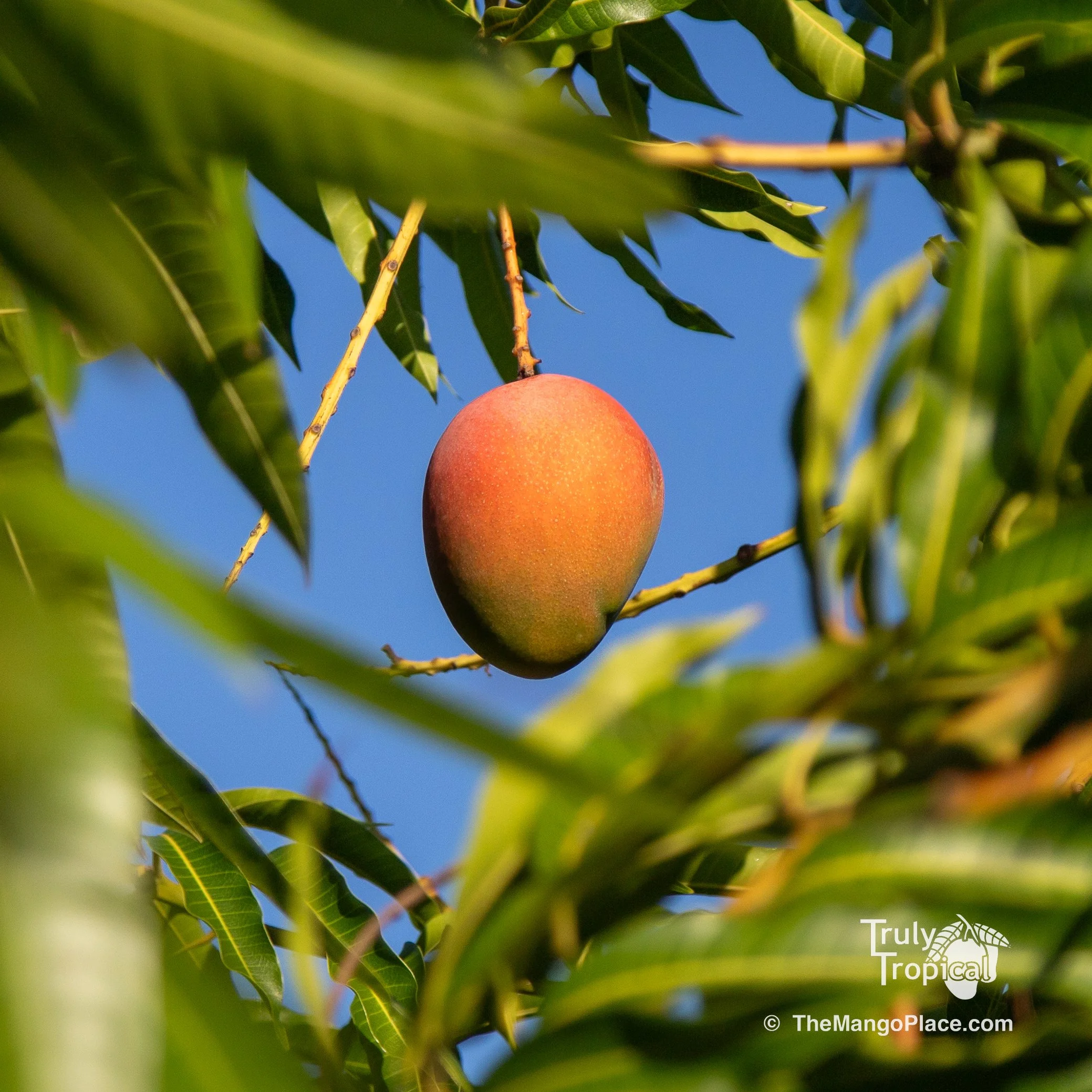 Mangos for Preorder &amp; Pick Up TODAY Wednesday, May 20, 2026