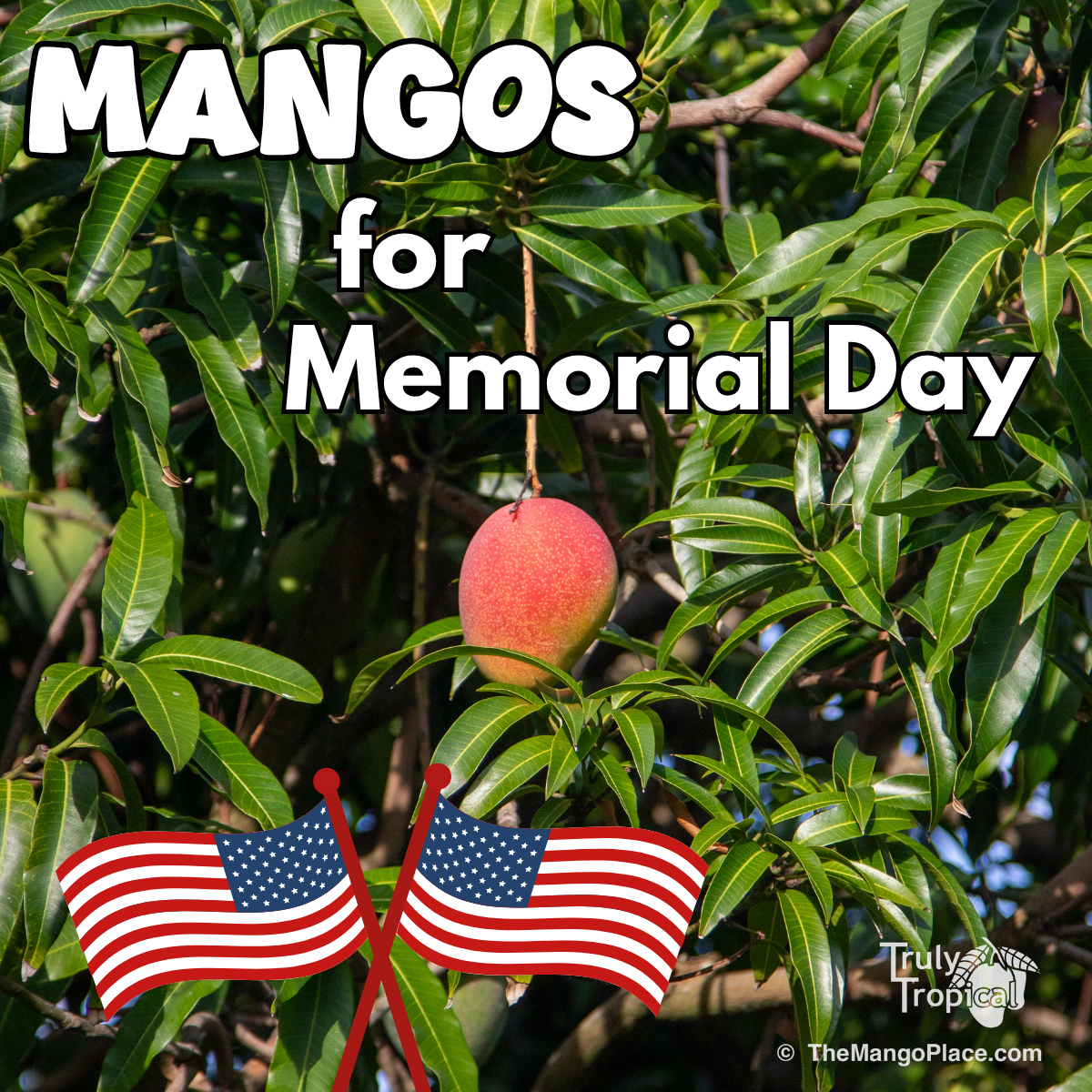 Mangos for Preorder &amp; Pick Up Monday, May 25, 2026