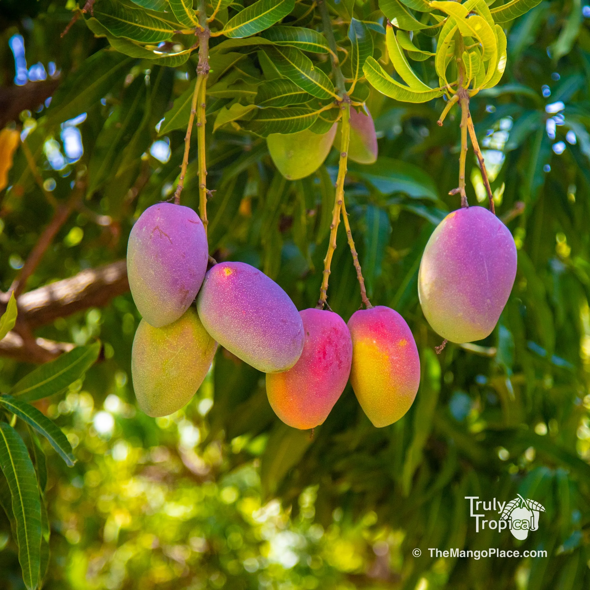 Mangos for Preorder &amp; Pick Up TODAY Wednesday, June 3, 2026
