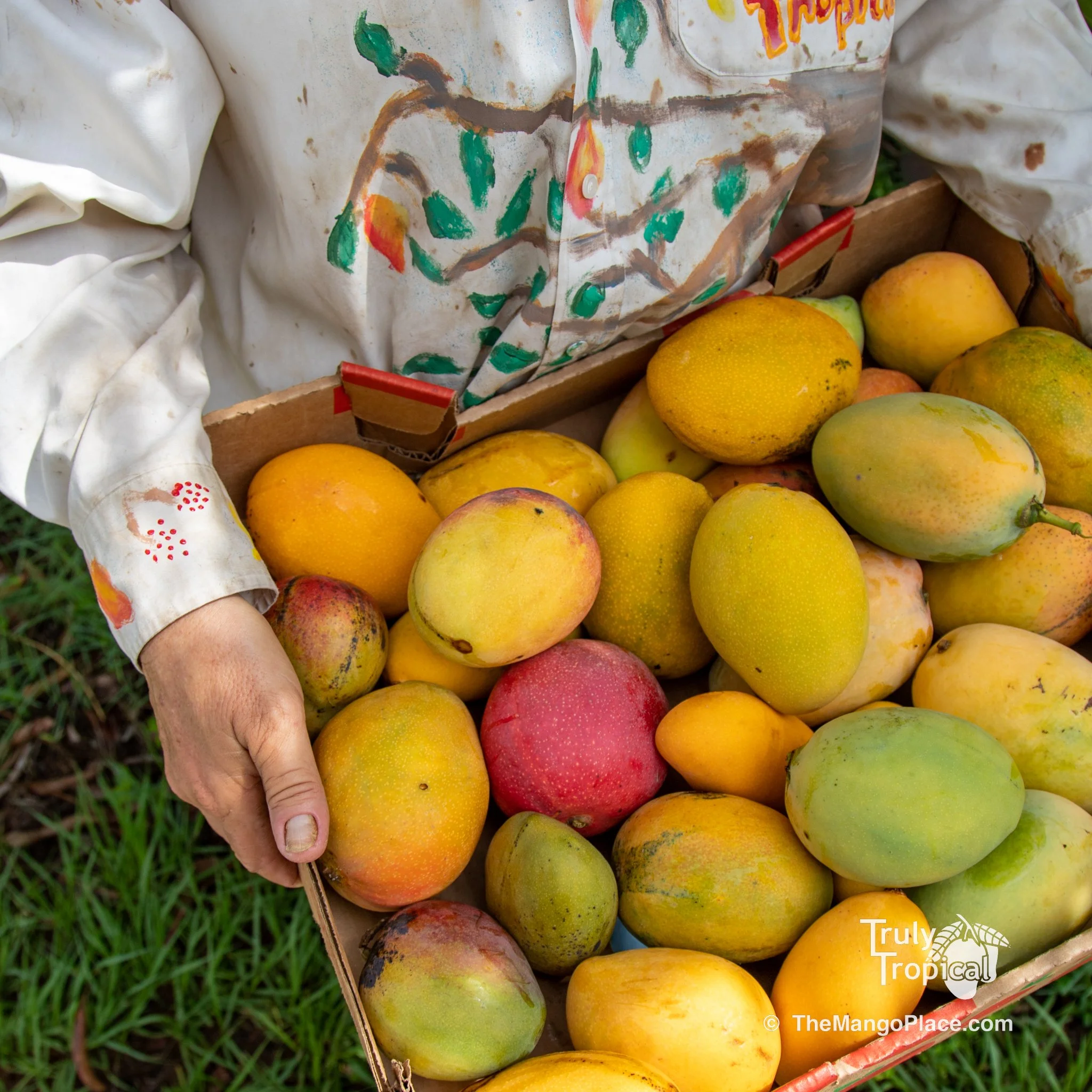 Fruit for Saturday, June 6, 2026
