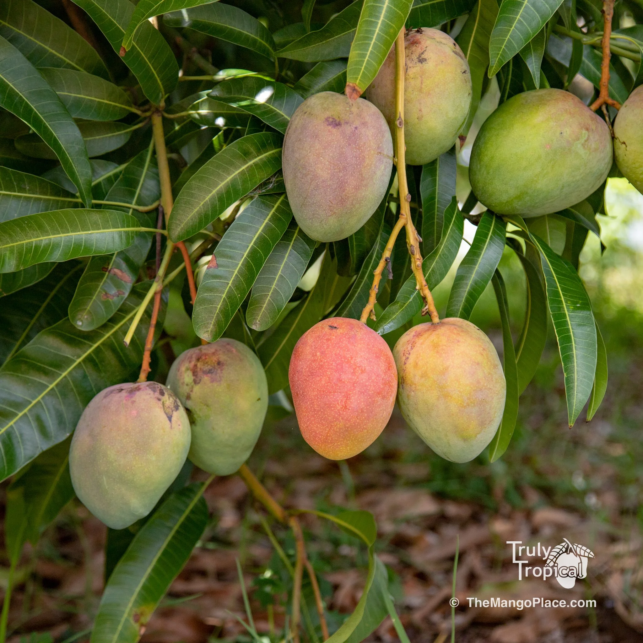 Mangos for Preorder &amp; Pick Up TODAY Monday, June 8, 2026