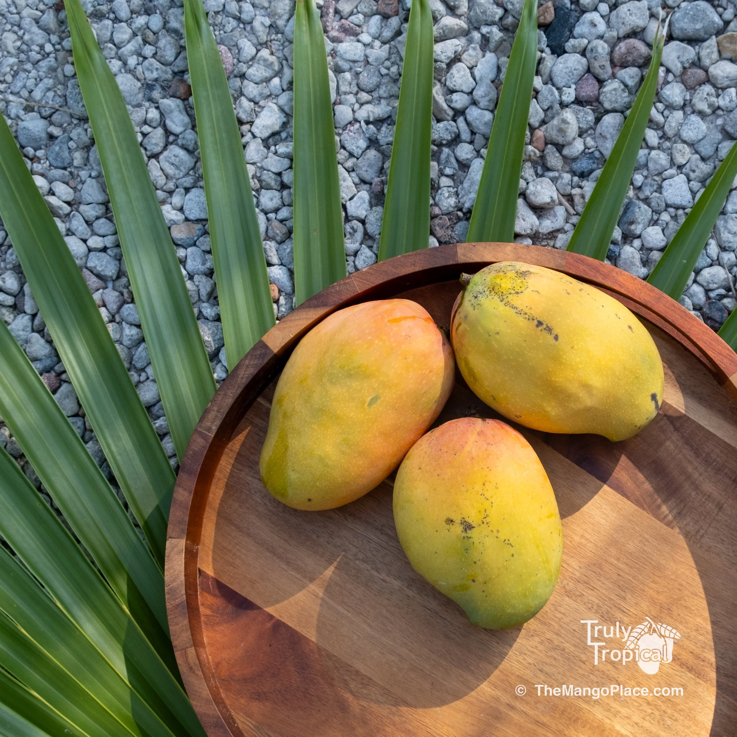 Mangos for Preorder &amp; Pick Up TODAY Wednesday, June 10, 2026