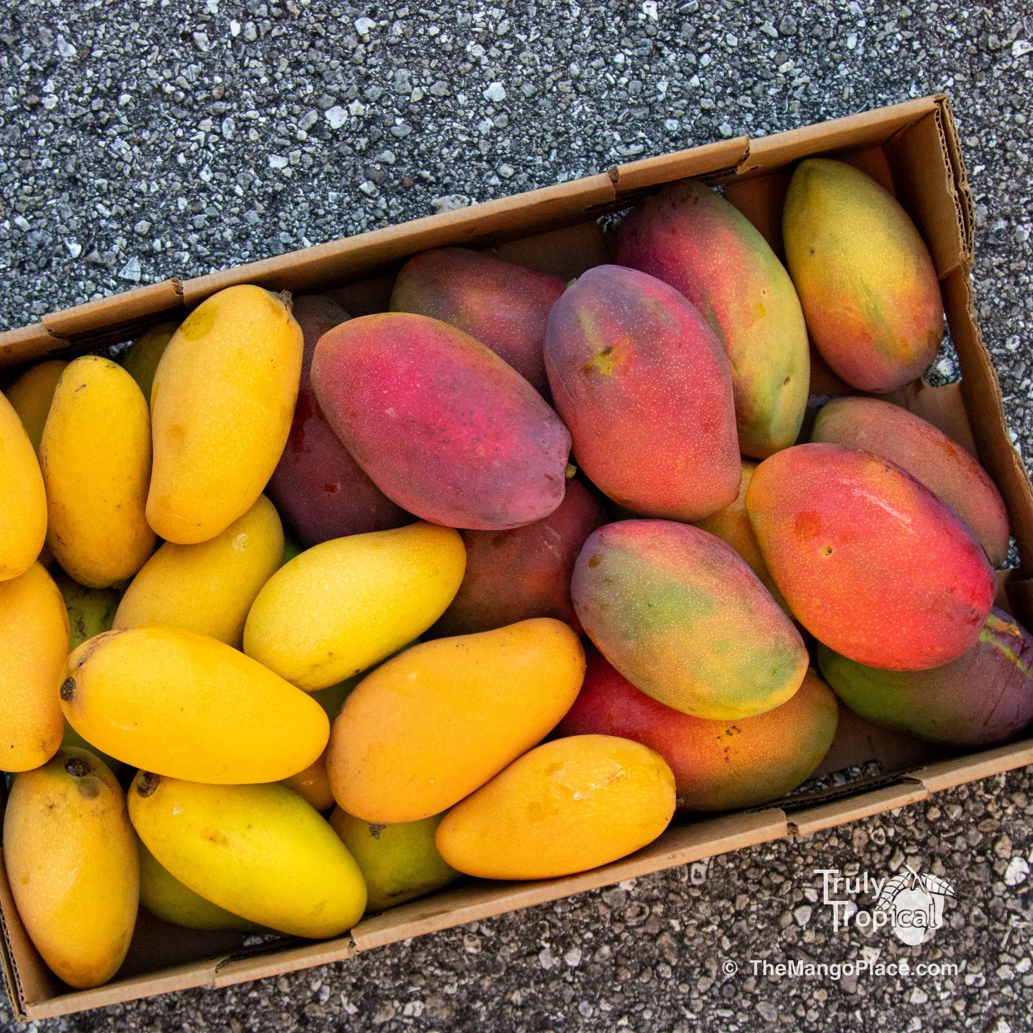 Mangos (&amp; Sapodilla) for Preorder &amp; Pick Up TODAY Monday, June 15. 2026