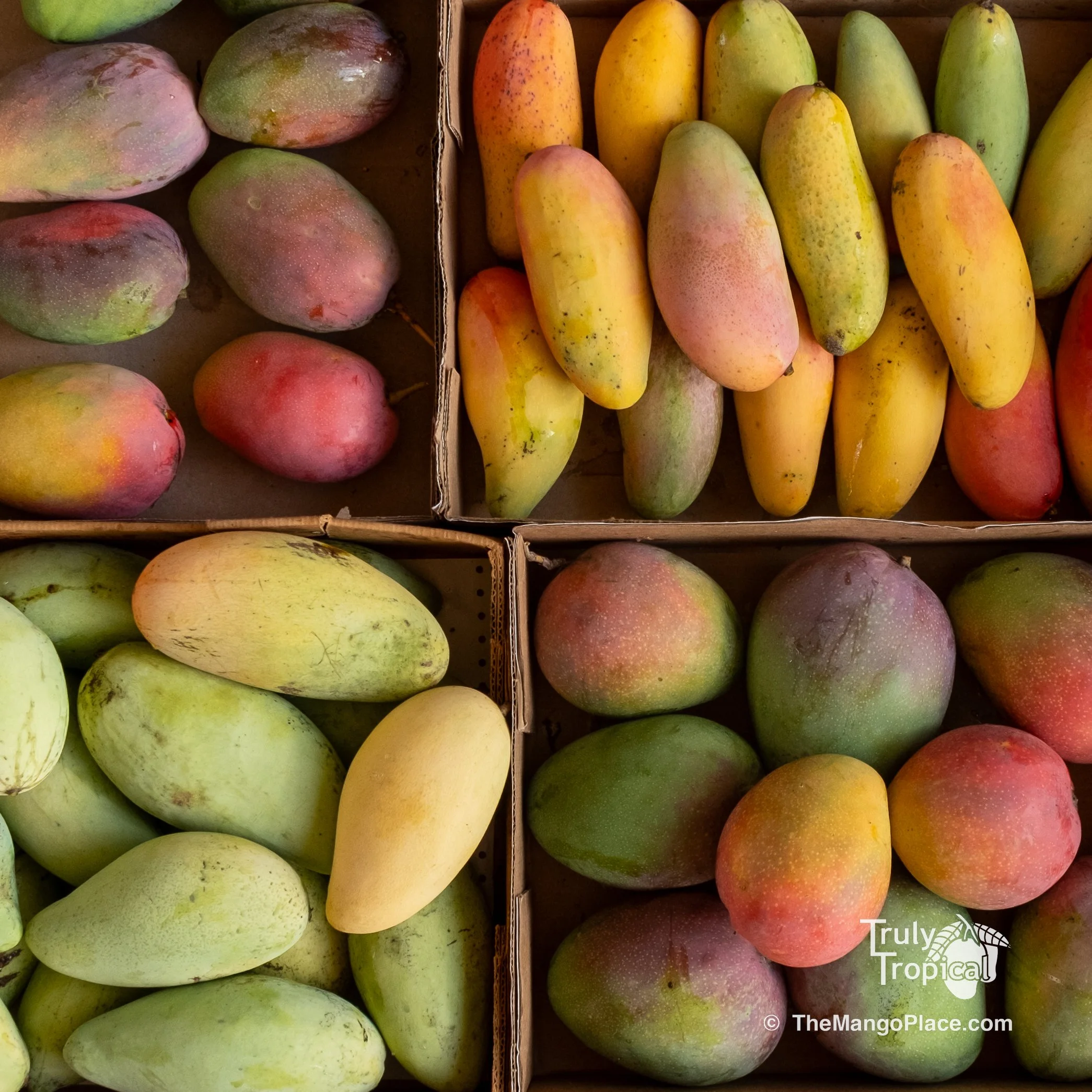 Bulk Mango Orders TODAY ONLY (Thursday, June 18, 2026)