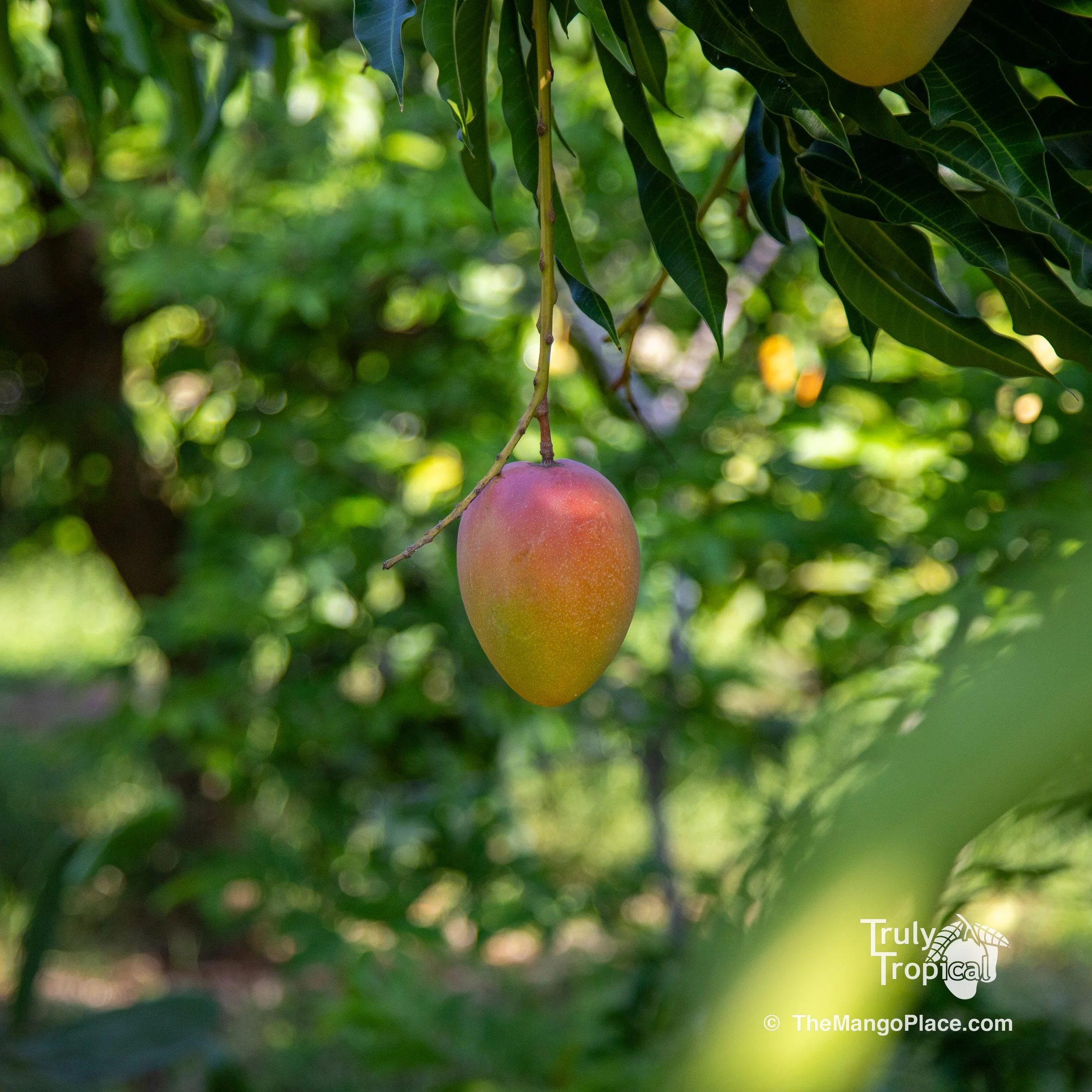 Fruit for Saturday, June 20, 2026