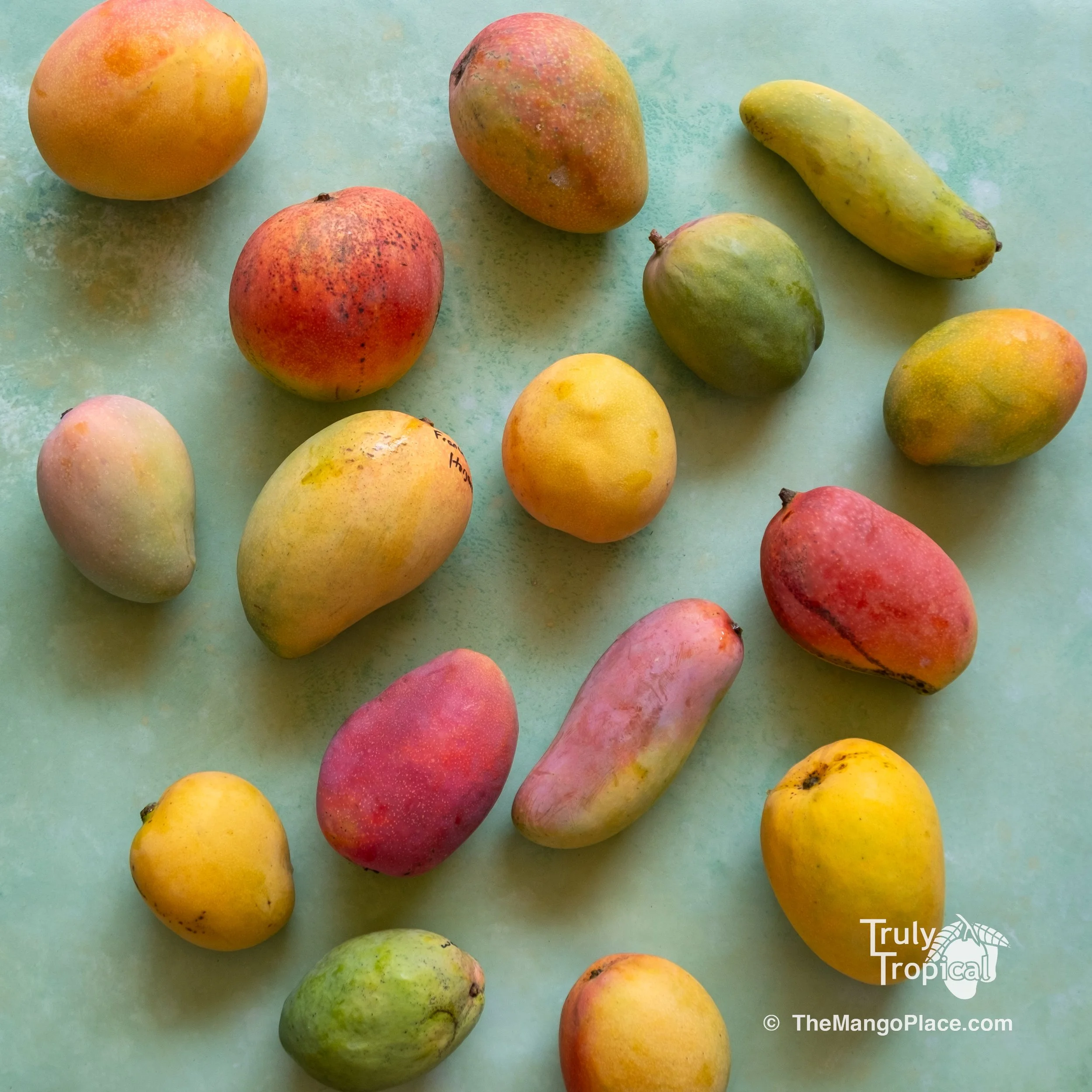 Mangos for Preorder &amp; Pick Up TODAY Wednesday, June 24, 2026