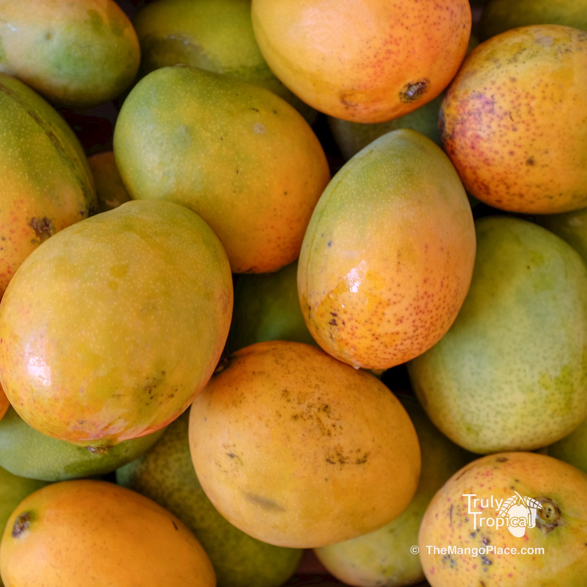Mangos for Preorder &amp; Pick Up TODAY Wednesday, July 1, 2026