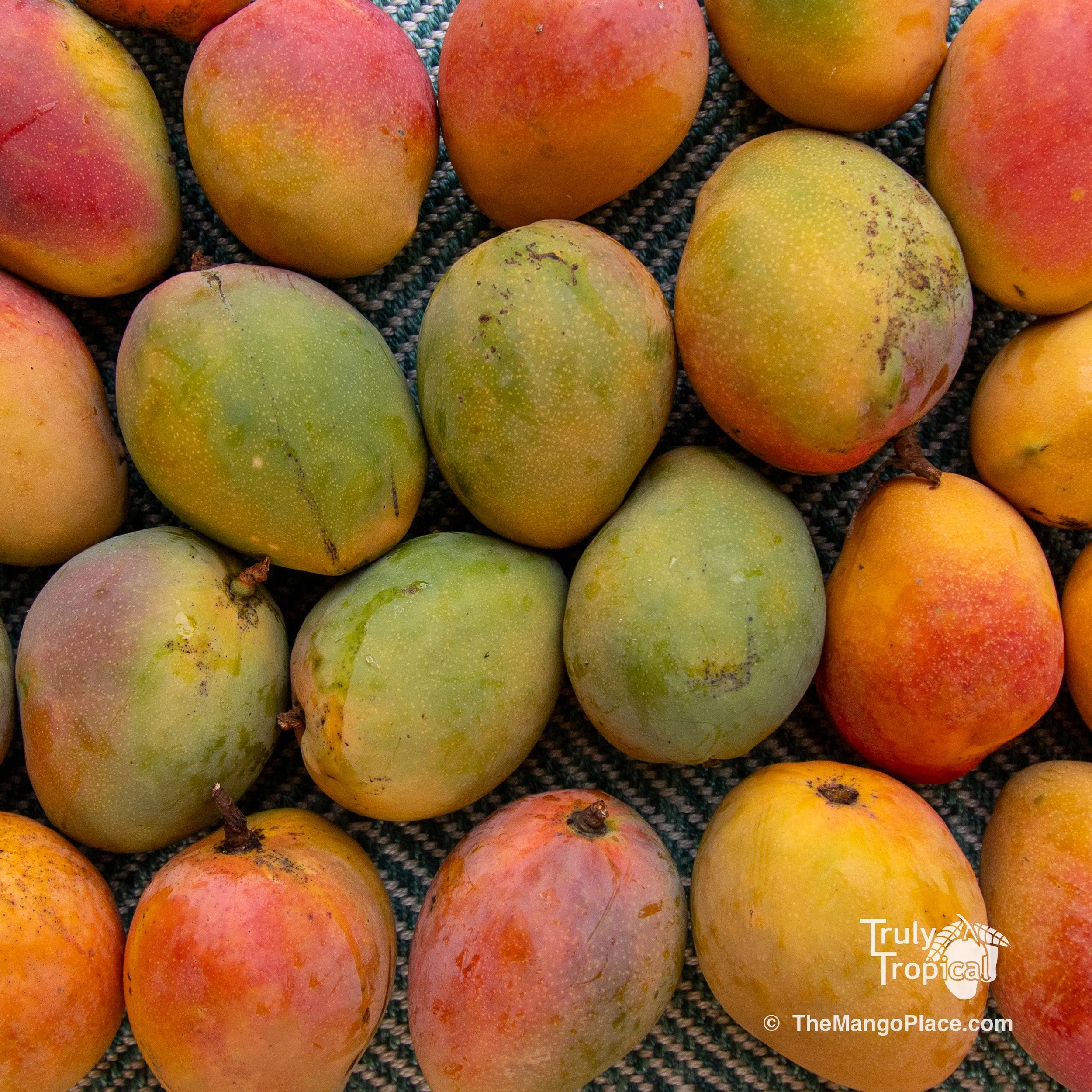 Mangos for Preorder &amp; Pick Up TODAY Wednesday, July 8, 2026