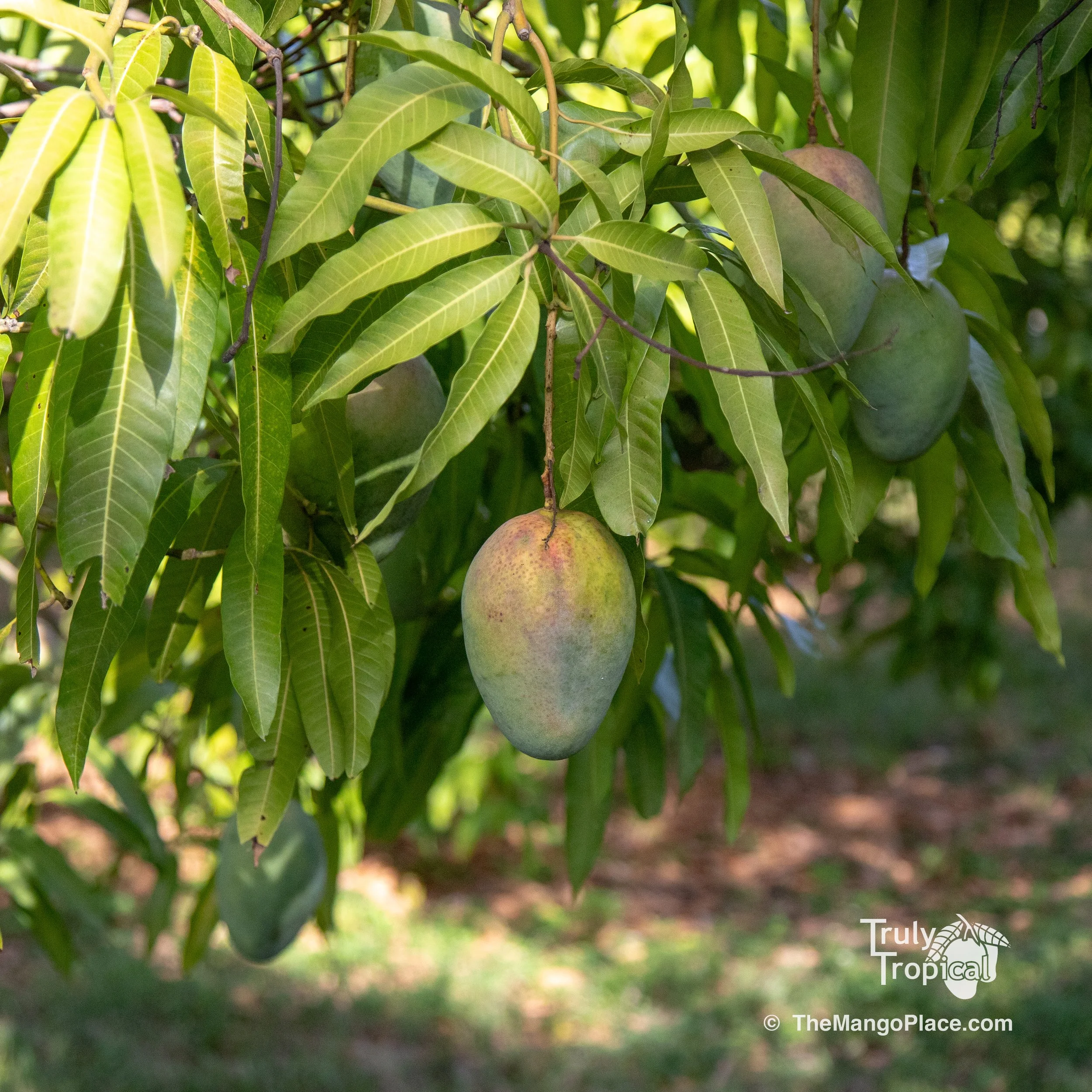 Mangos for Preorder &amp; Pick Up Monday, July 13, 2026