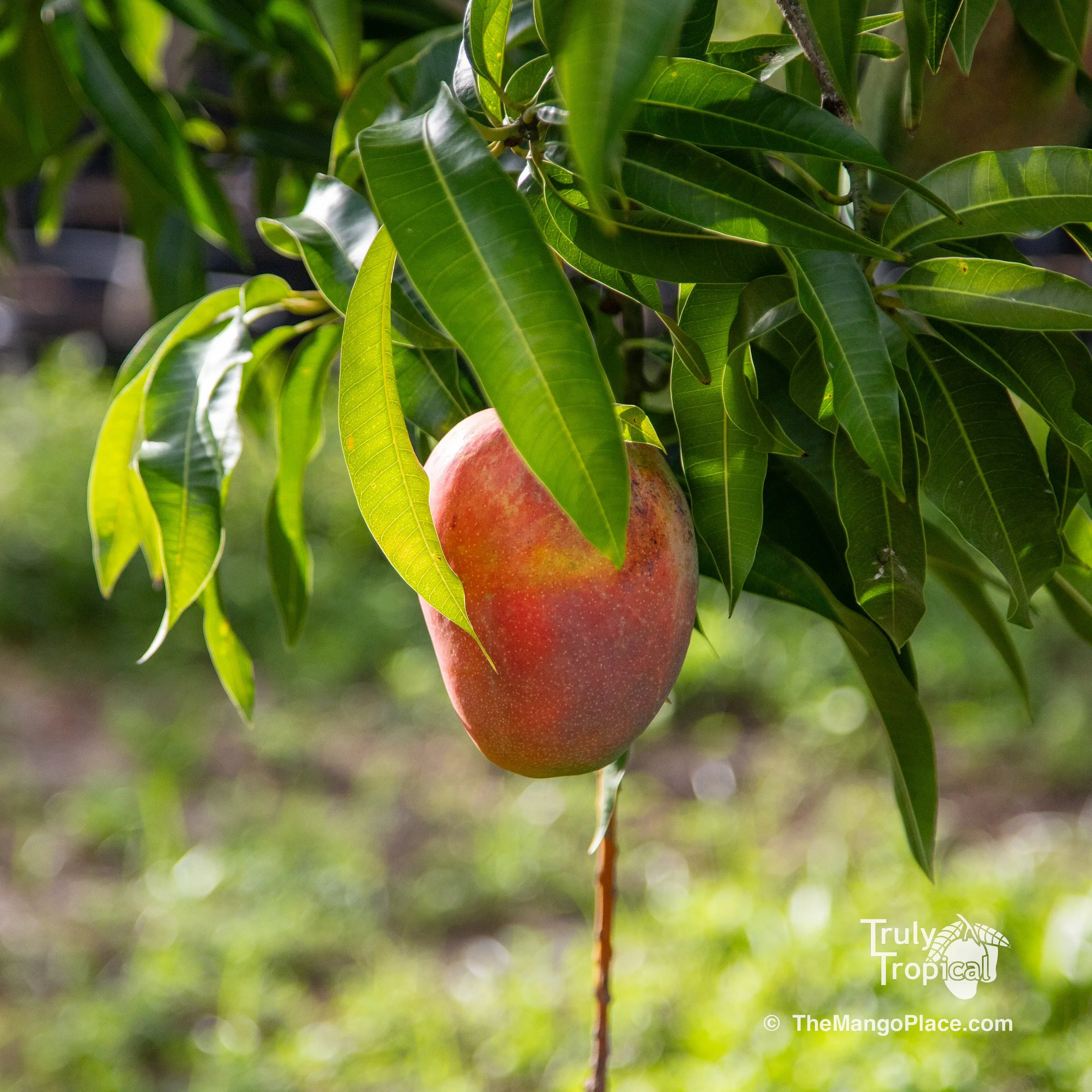 Mangos for Preorder &amp; Pick UP TODAY Monday, July 20, 2026