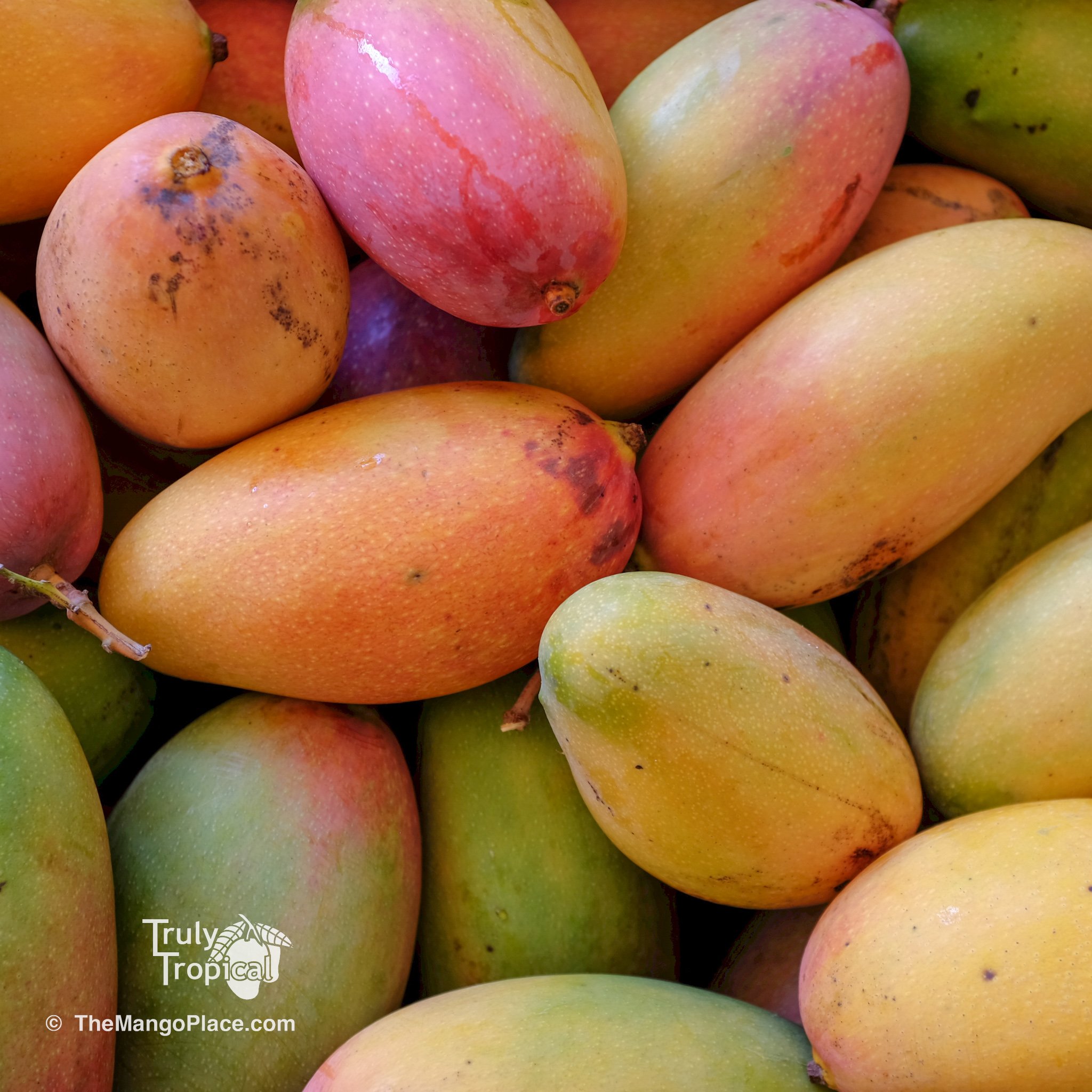 Mangos for Preorder &amp; Pick Up TODAY Wednesday, July 22, 2026 