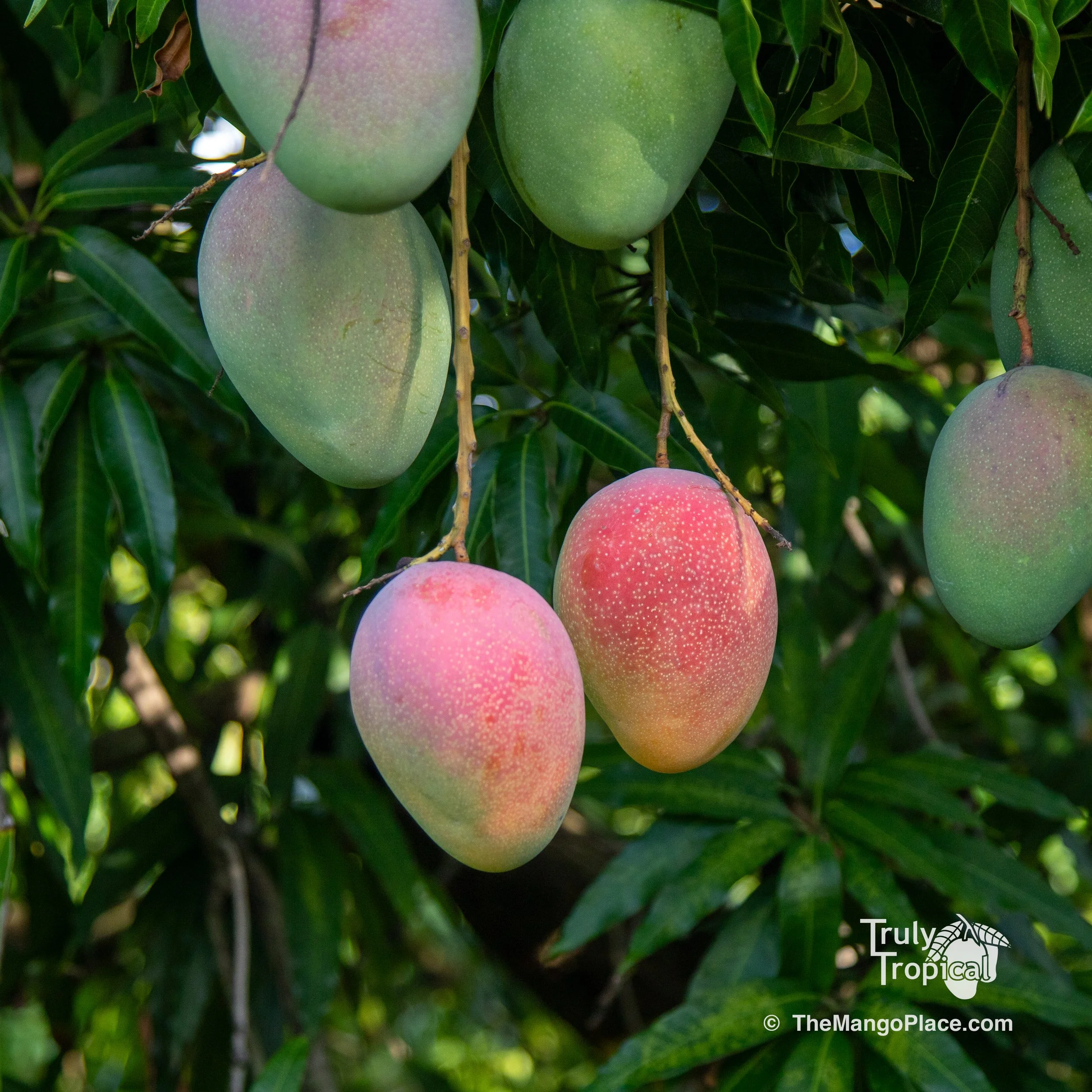 Mangos for Preorder &amp; Pick Up TODAY Monday, July 27, 2026