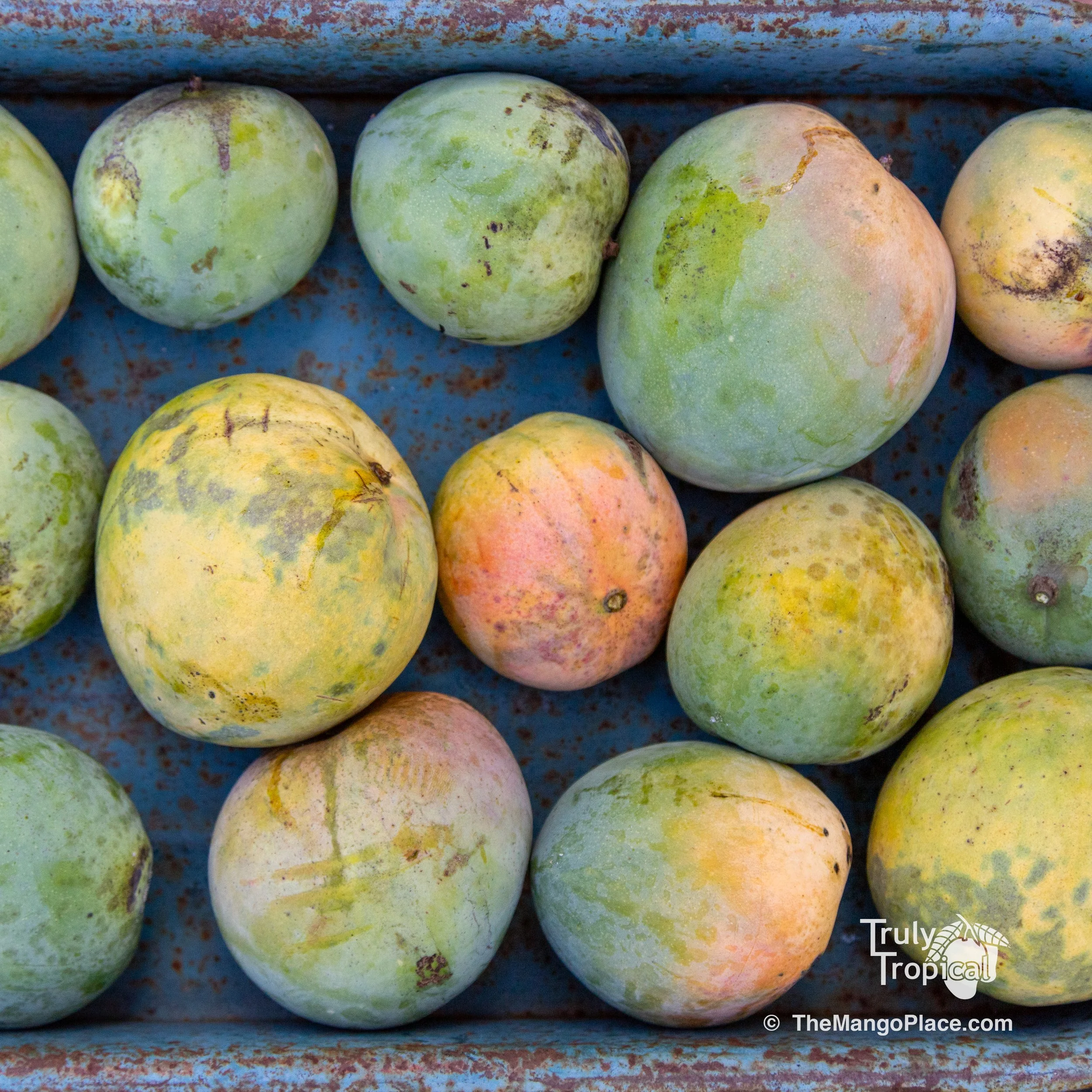 Mangos for Preorder &amp; Pick Up TODAY Wednesday, July 29, 2026