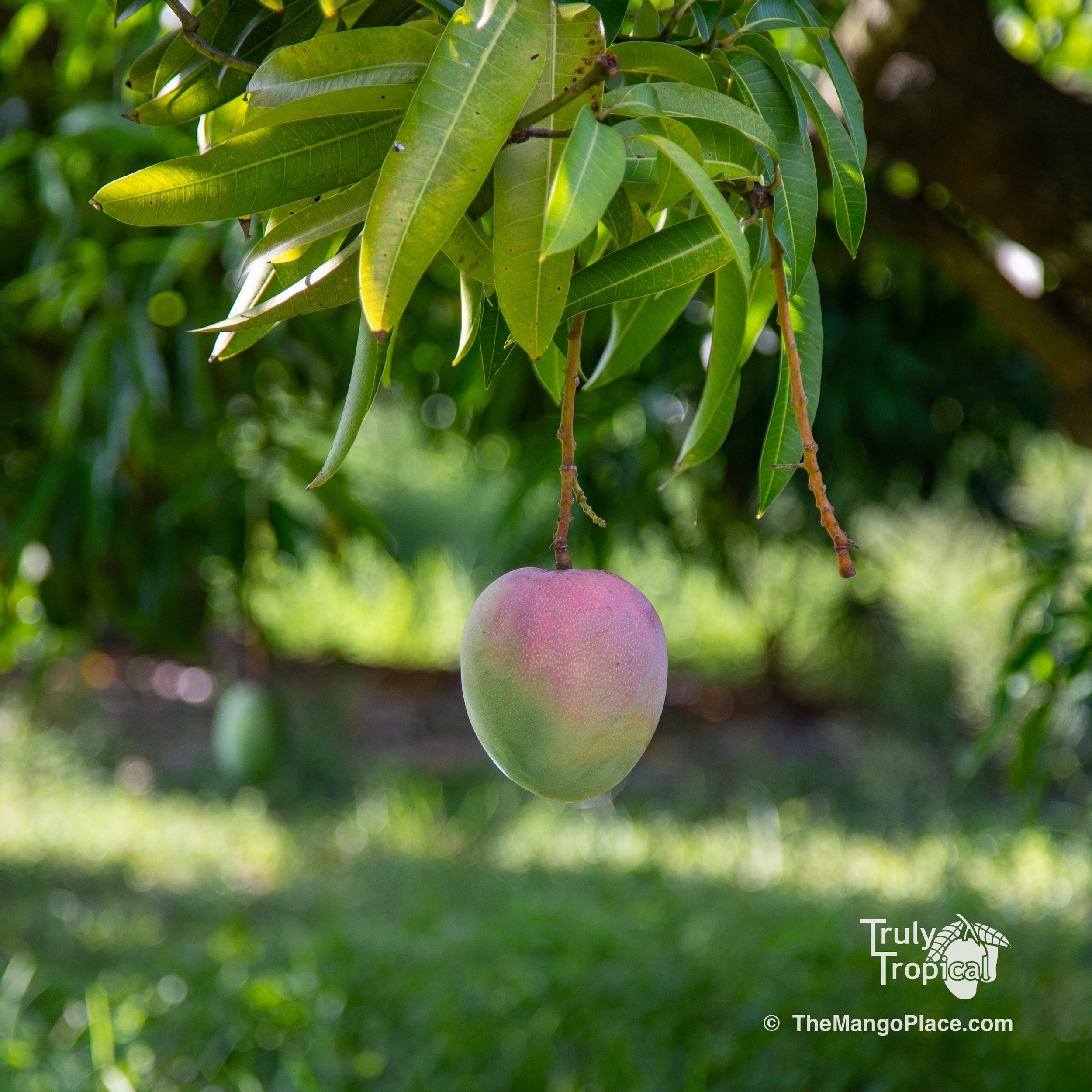 Mangos for Preorder &amp; Pick Up TODAY Monday, August 3, 2026