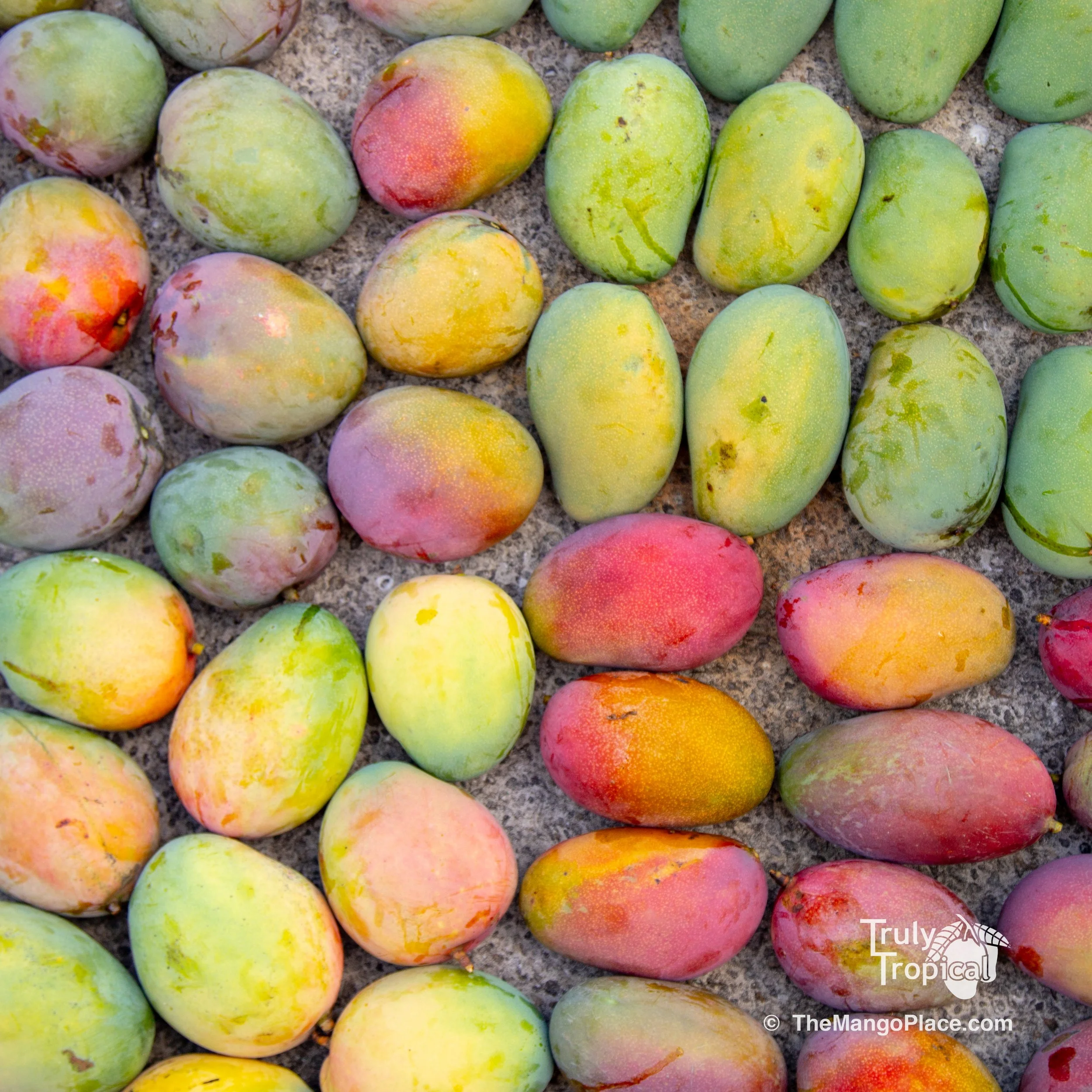 Mangos for Preorder &amp; Pick Up TODAY Wednesday, August 5, 2026