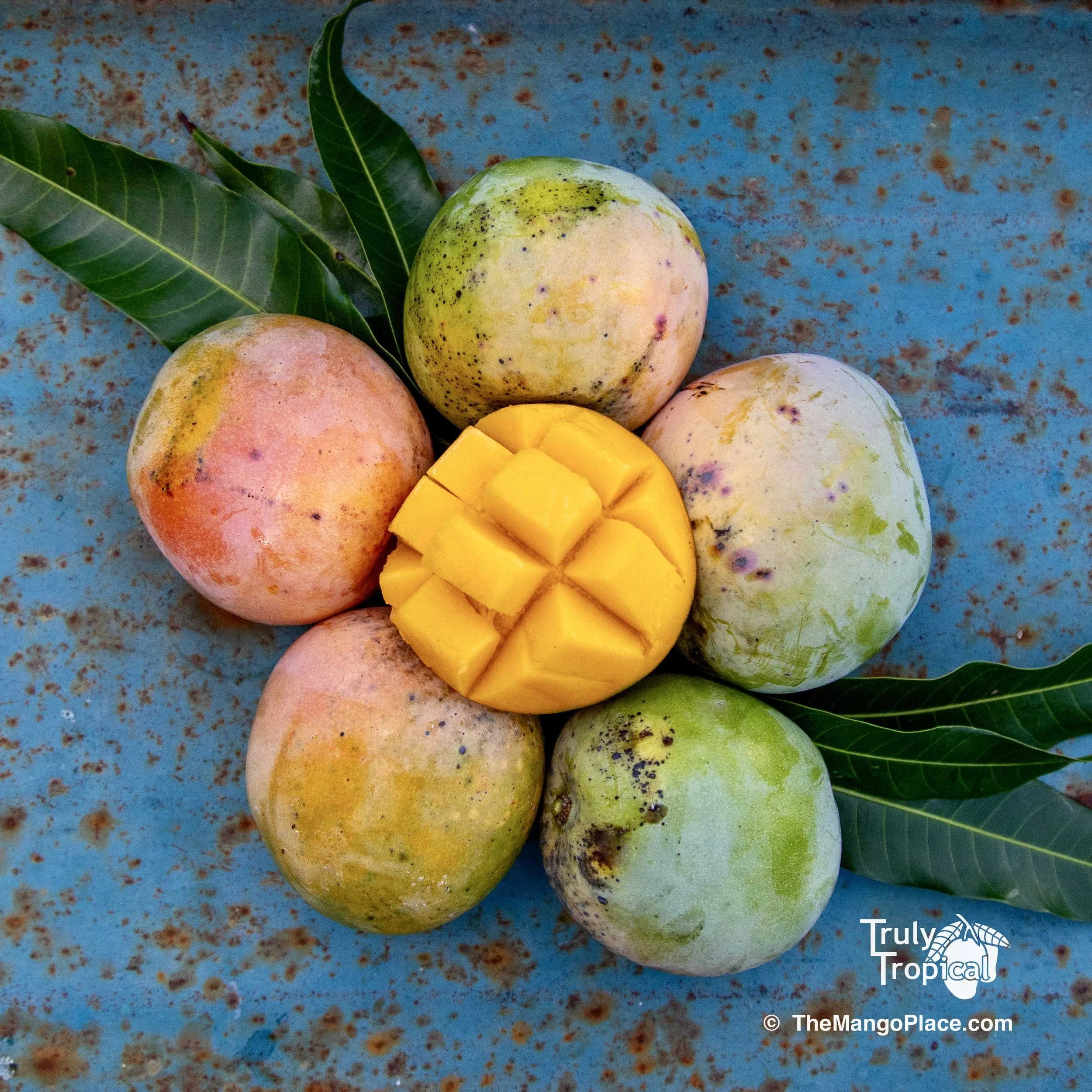 Mangos for Preorder &amp; Pick Up TODAY Monday, August 10, 2026