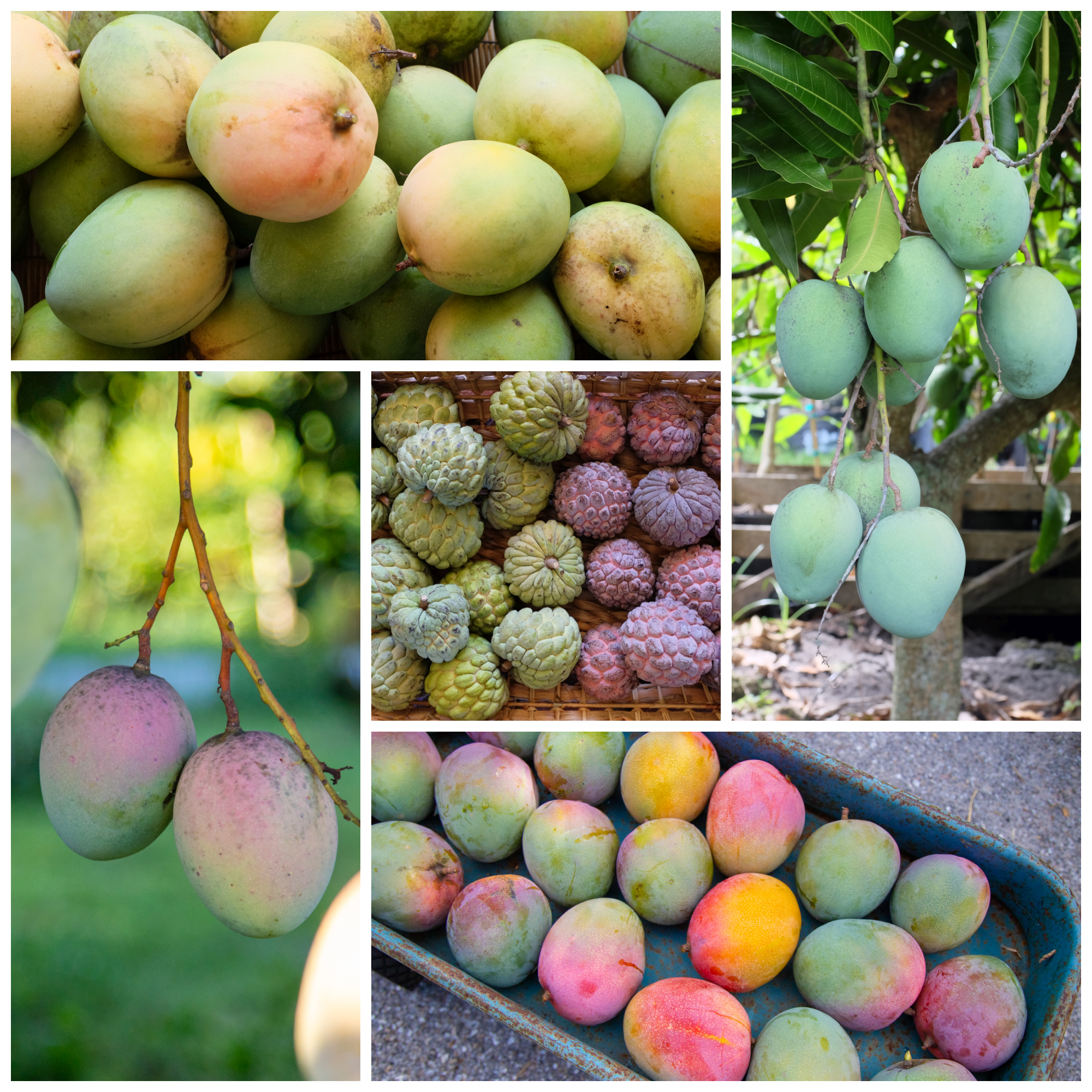 Fruit for Saturday, August 22, 2026