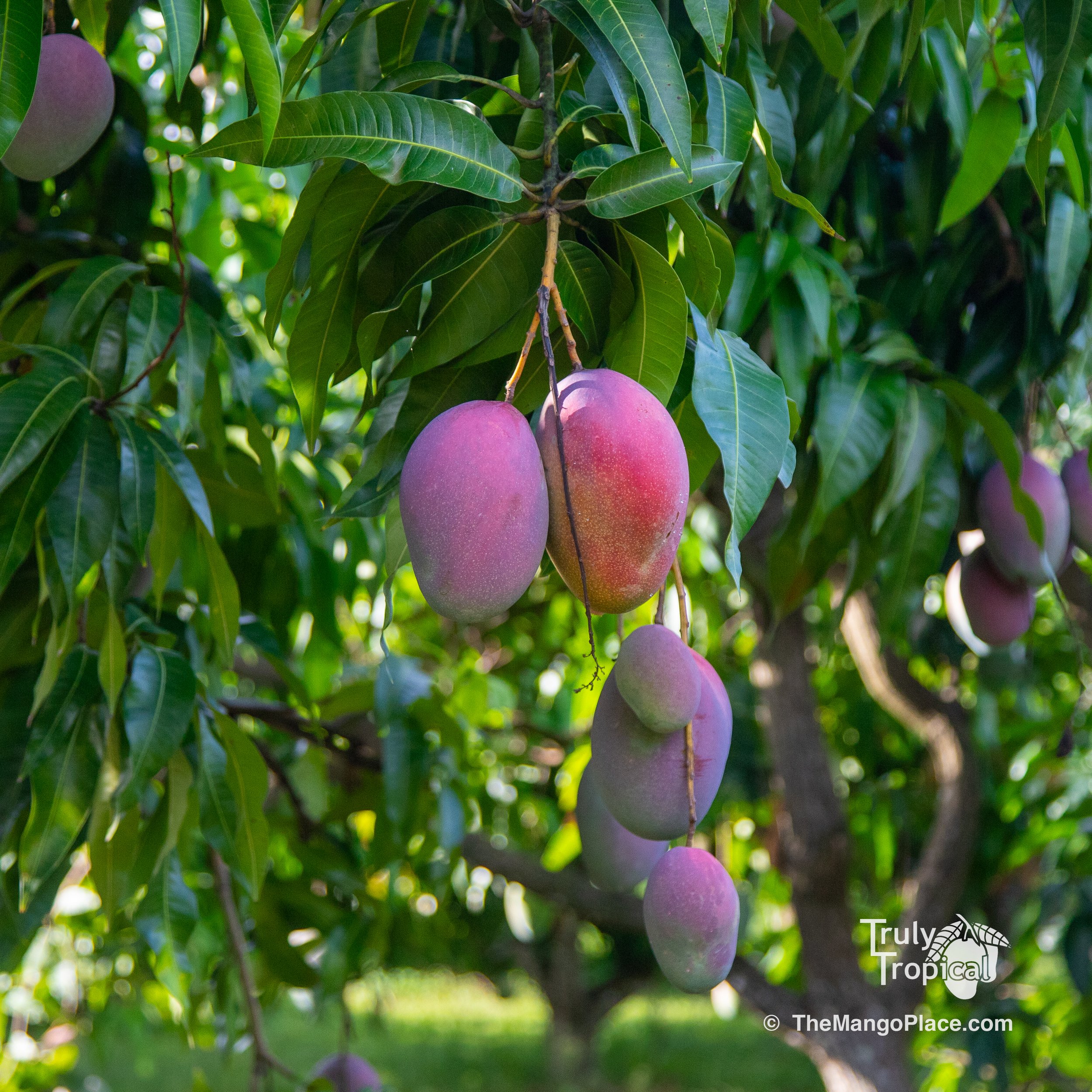 Mangos for TODAY Wednesday, August 26, 2026