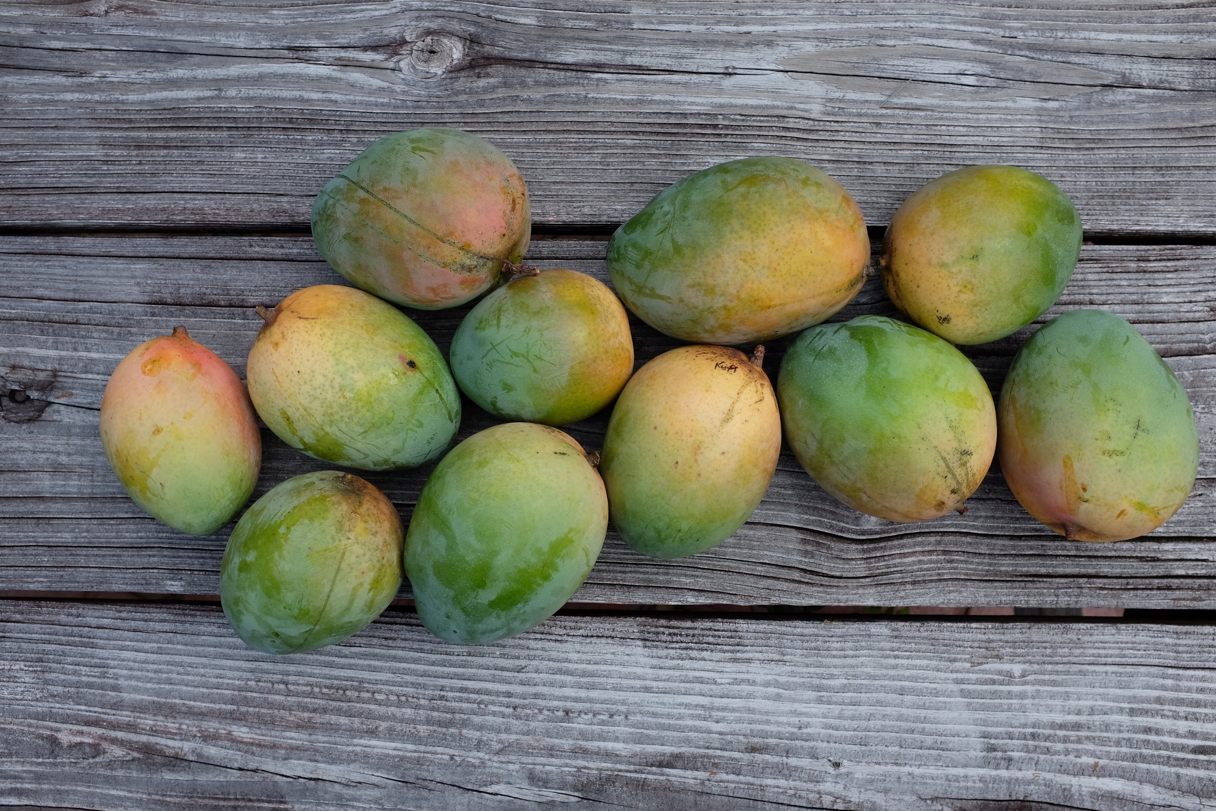 Mangos for TODAY Wednesday, September 2, 2026