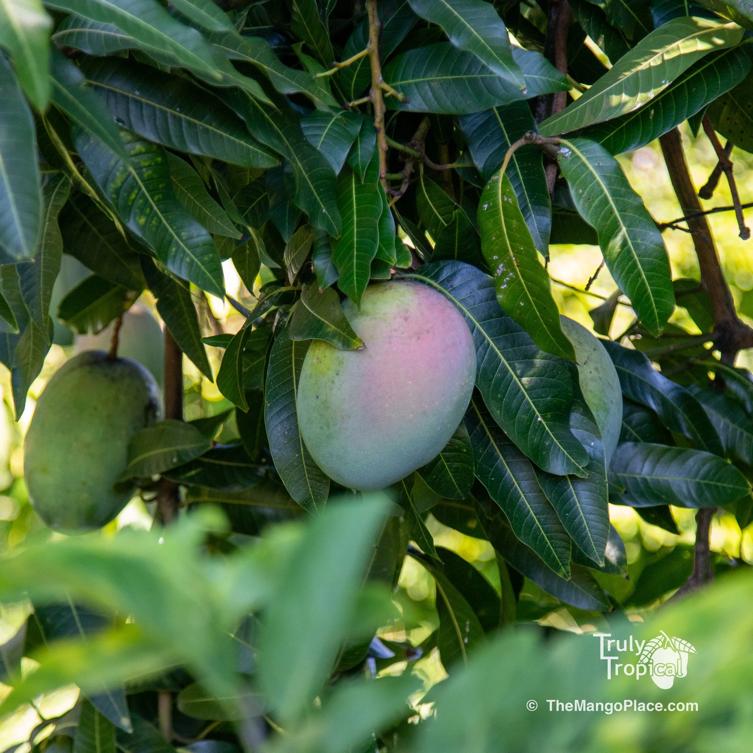 Fruit for Saturday, September 5, 2026