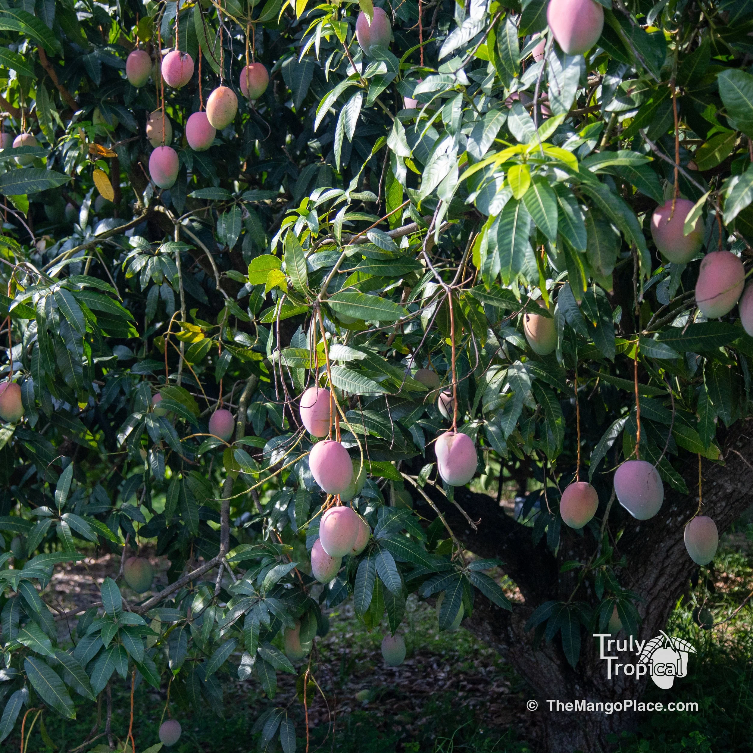 Mangos for TODAY Wednesday, September 9, 2026