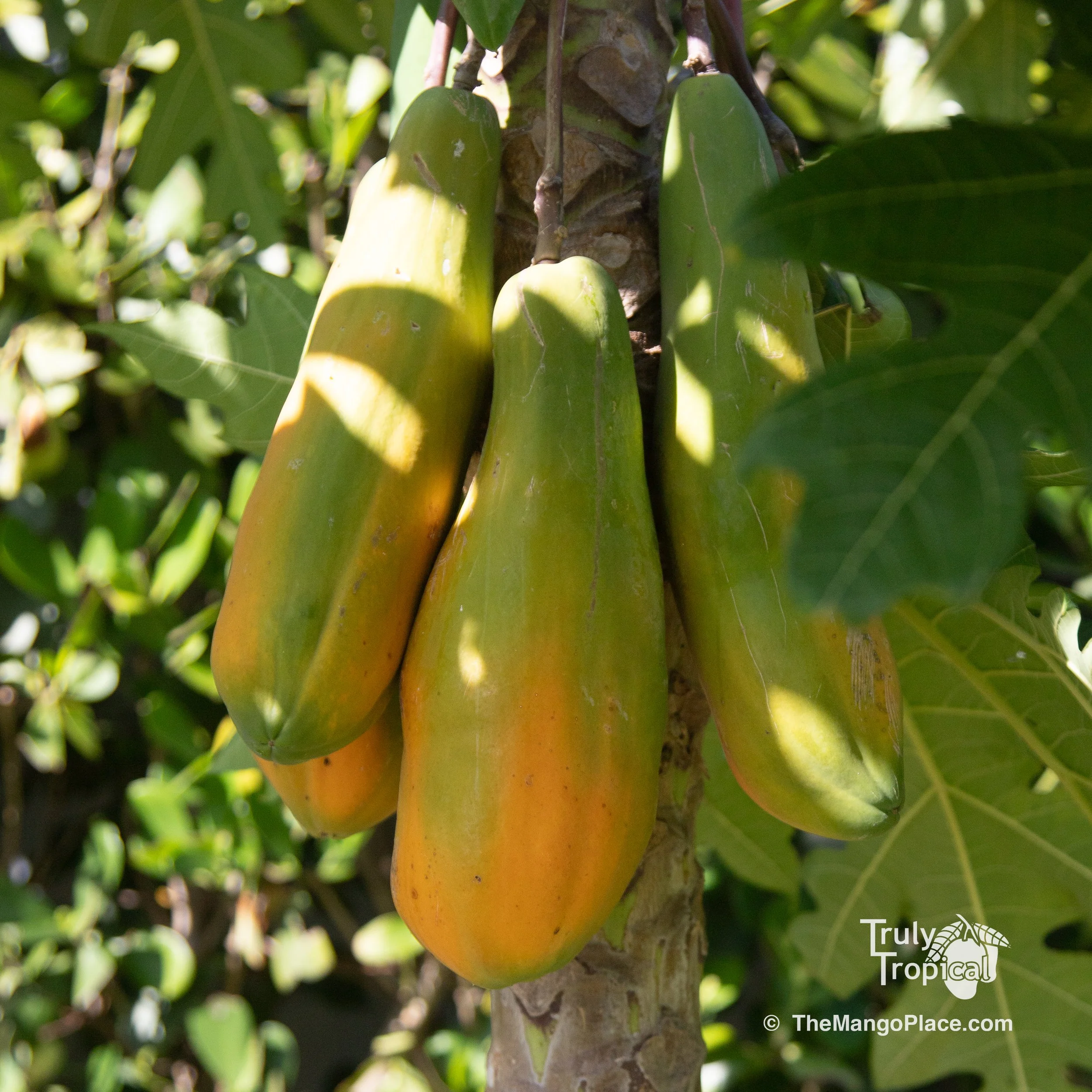 Fruit for Saturday, October 10, 2026