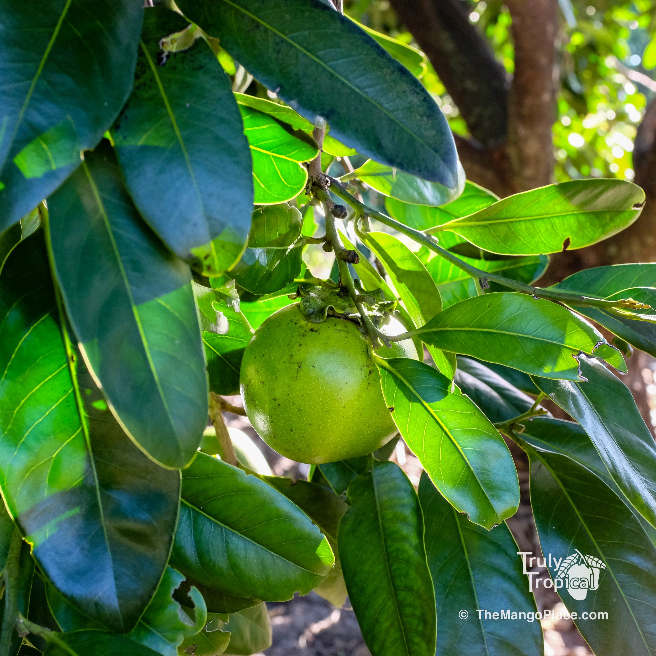 Fruit for Saturday, October 17, 2026