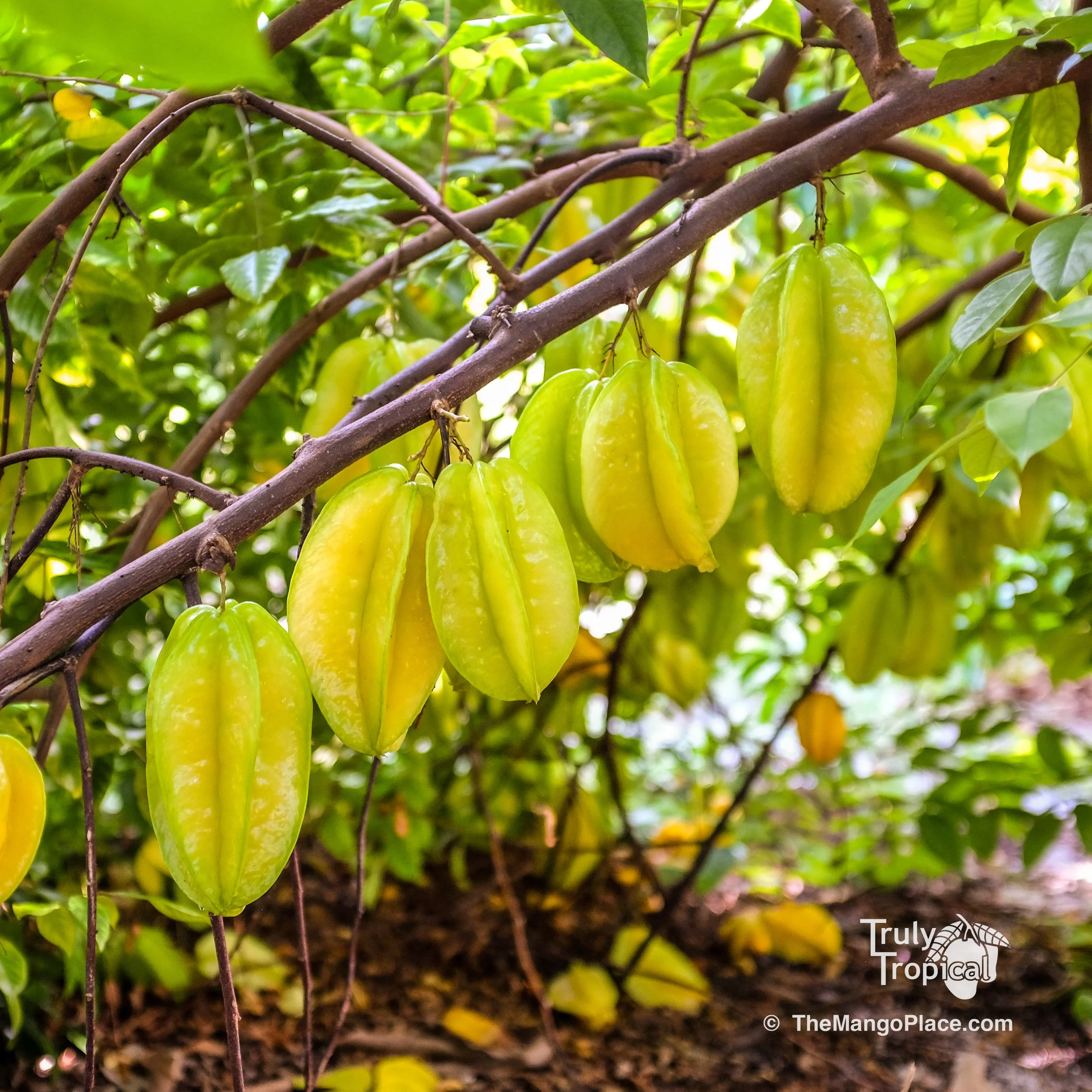 Fruit for Saturday, October 24, 2026