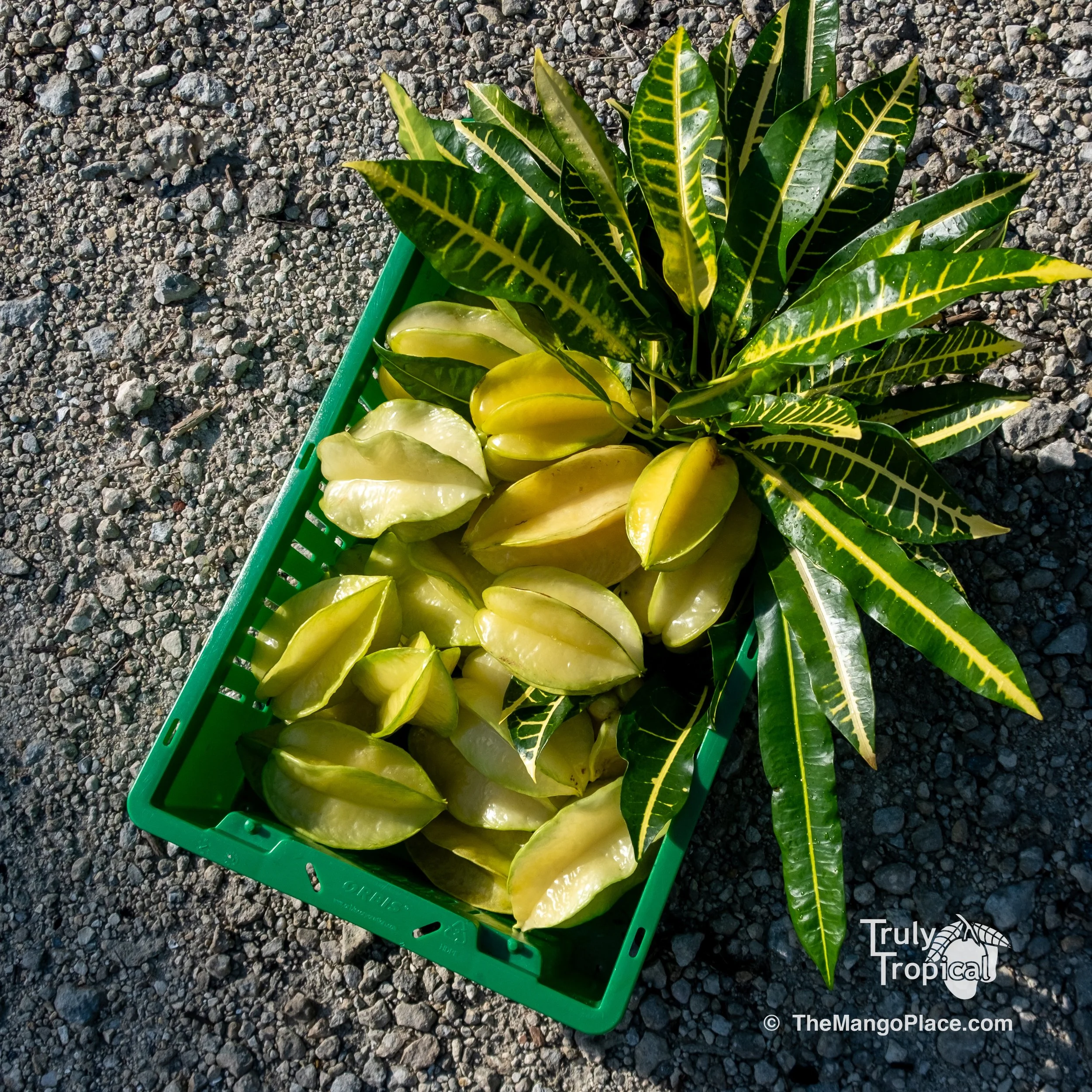Fruit for Saturday, October 31, 2026