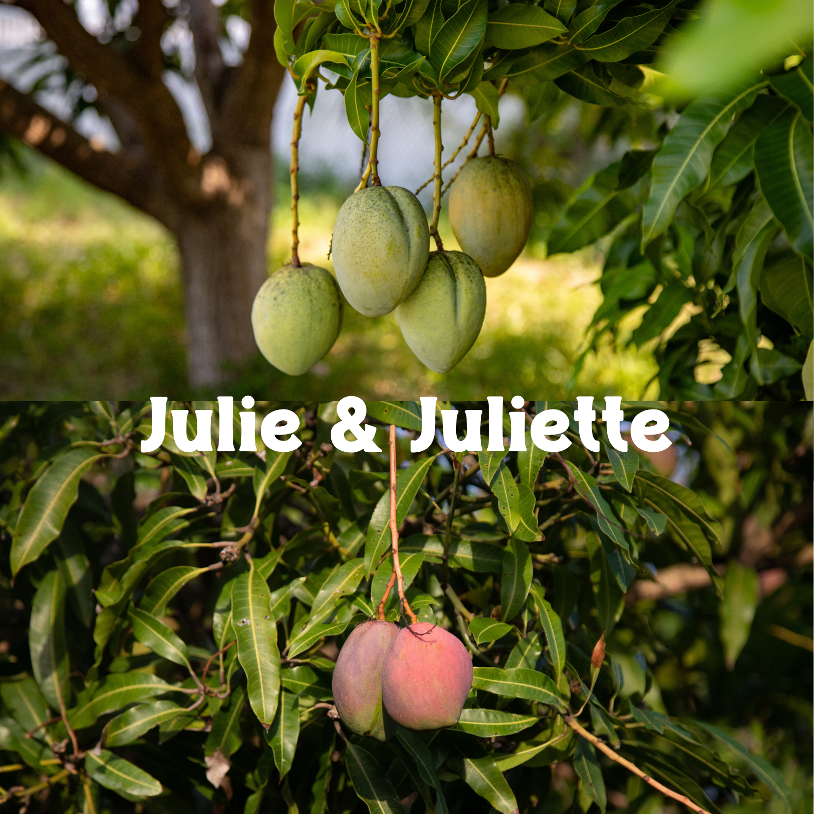 Julie & Juliette.png