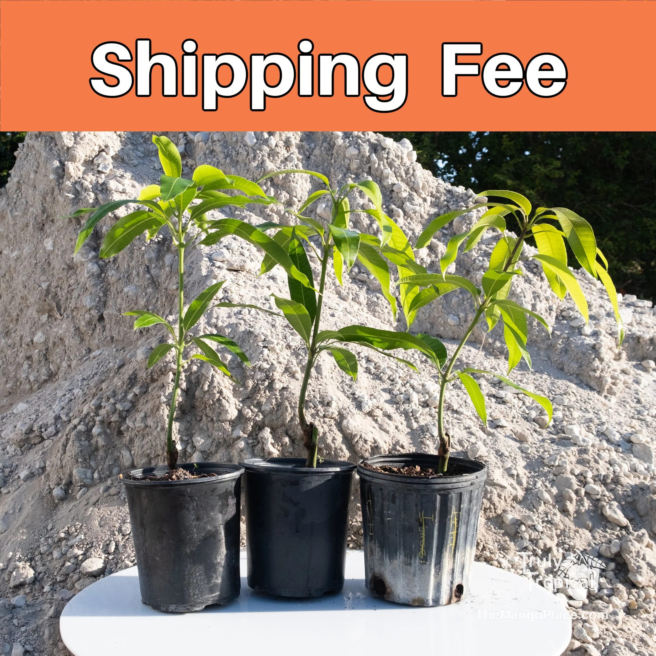 SHIPPING for 1-gallon Mango Tree PREORDERS