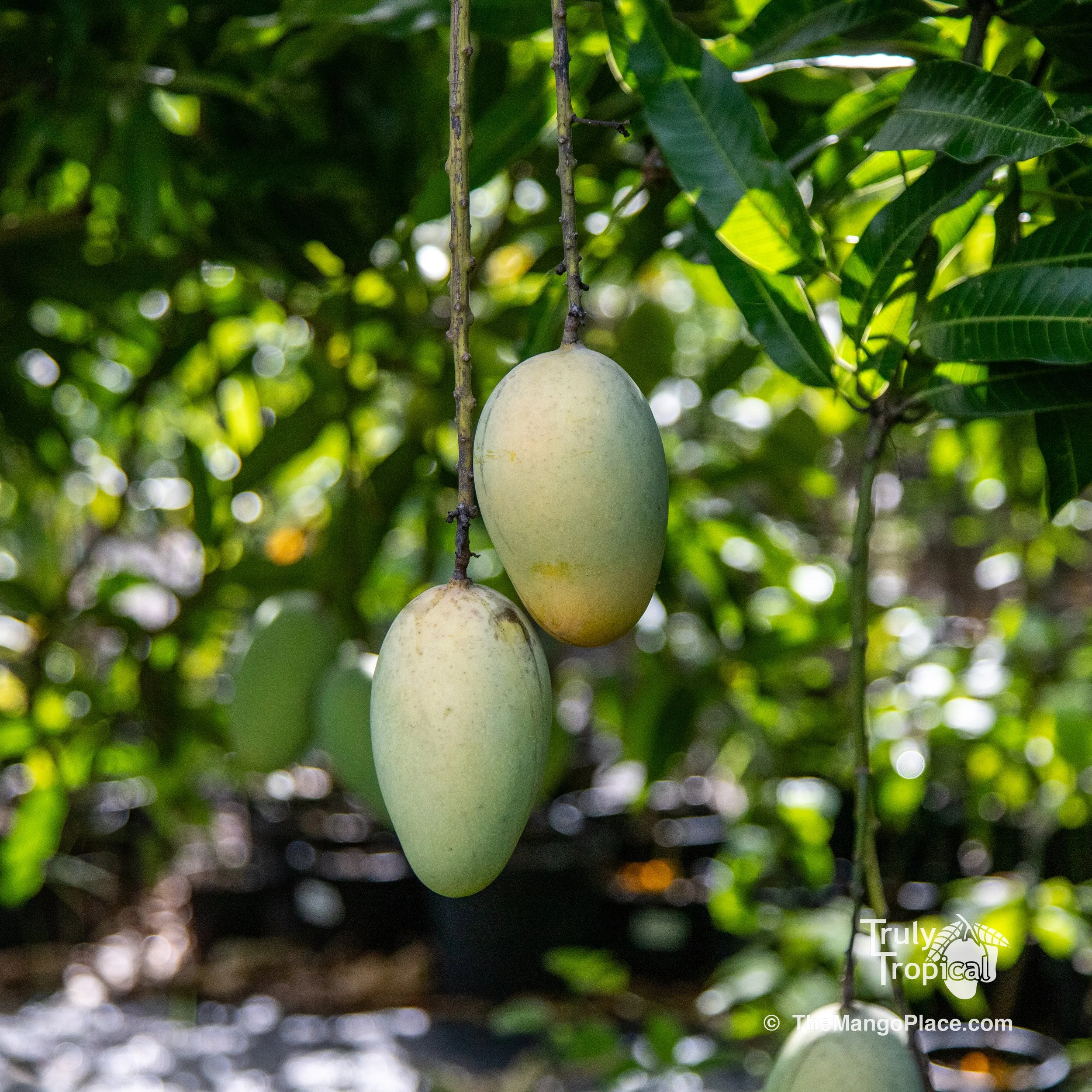 1-gallon Grafted 'Lemon-esh' Mango Tree (Pickup or Shipping!)  The Mango  Place